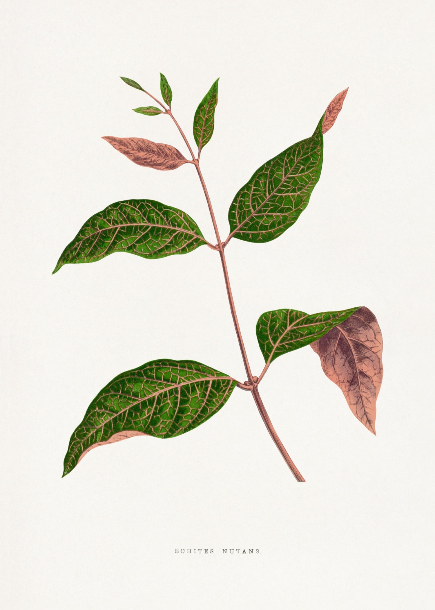 VINTAGE LEAF 50