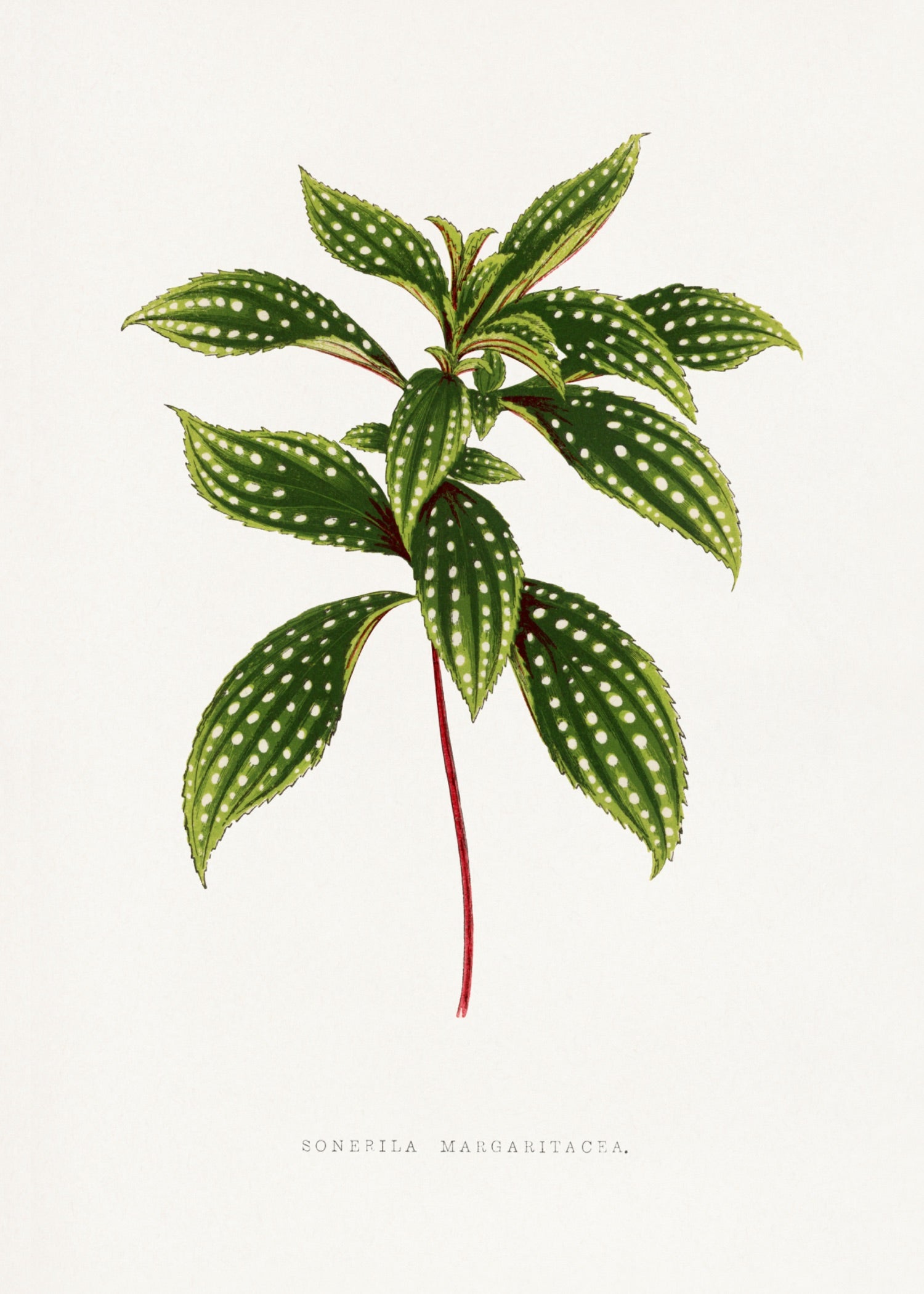 VINTAGE LEAF 6