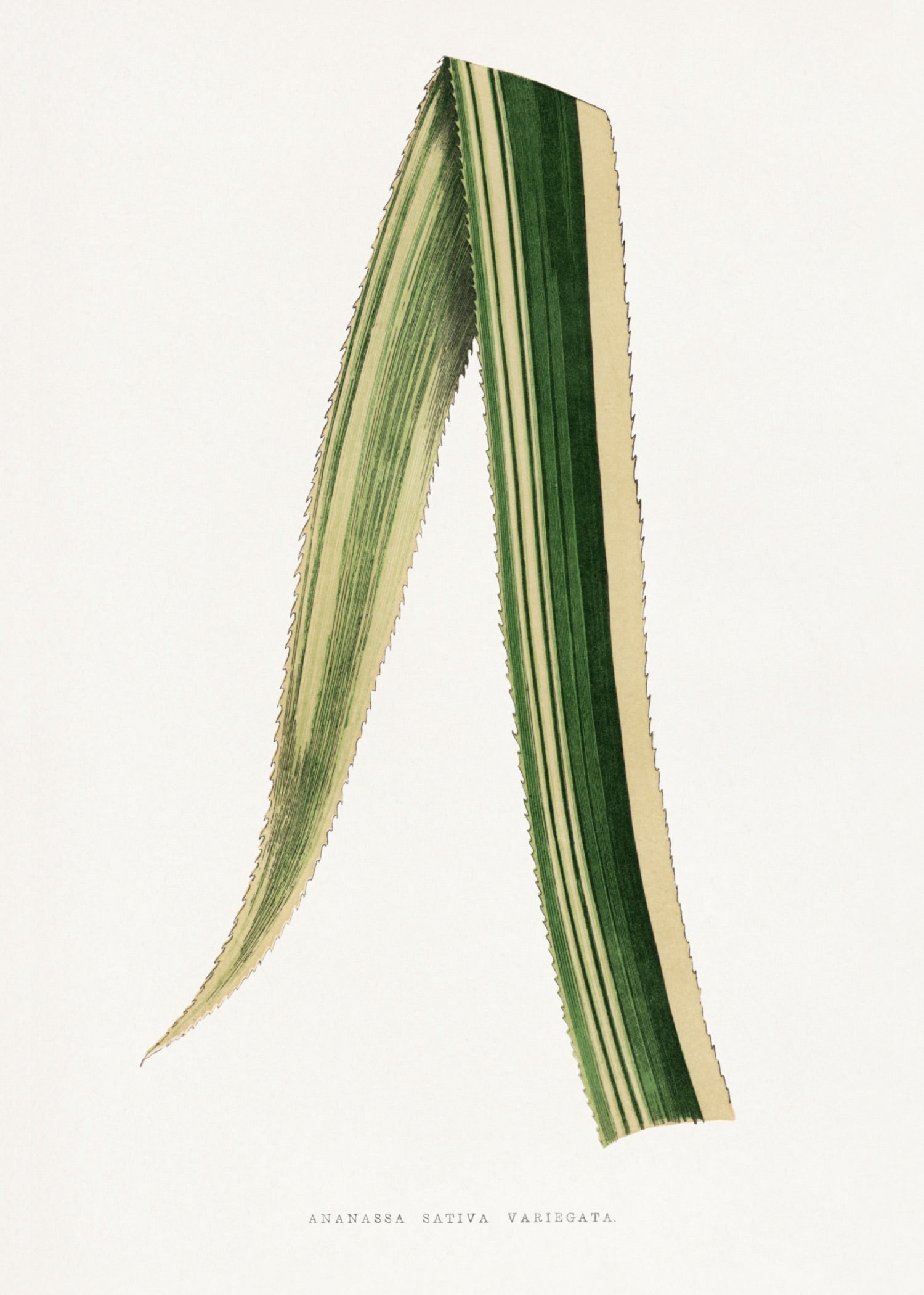 VINTAGE LEAF 7