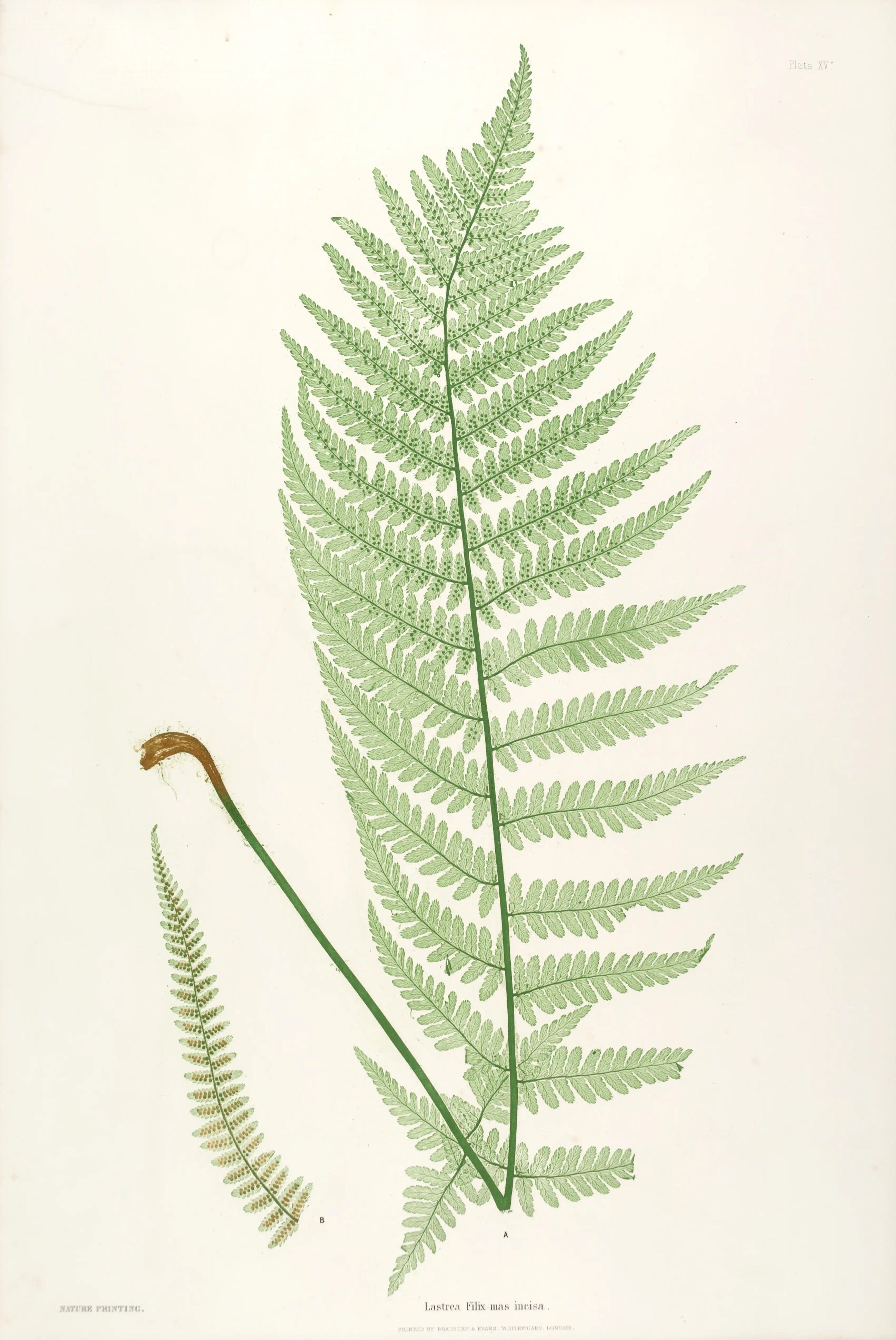 ENGLISH FERNS 12