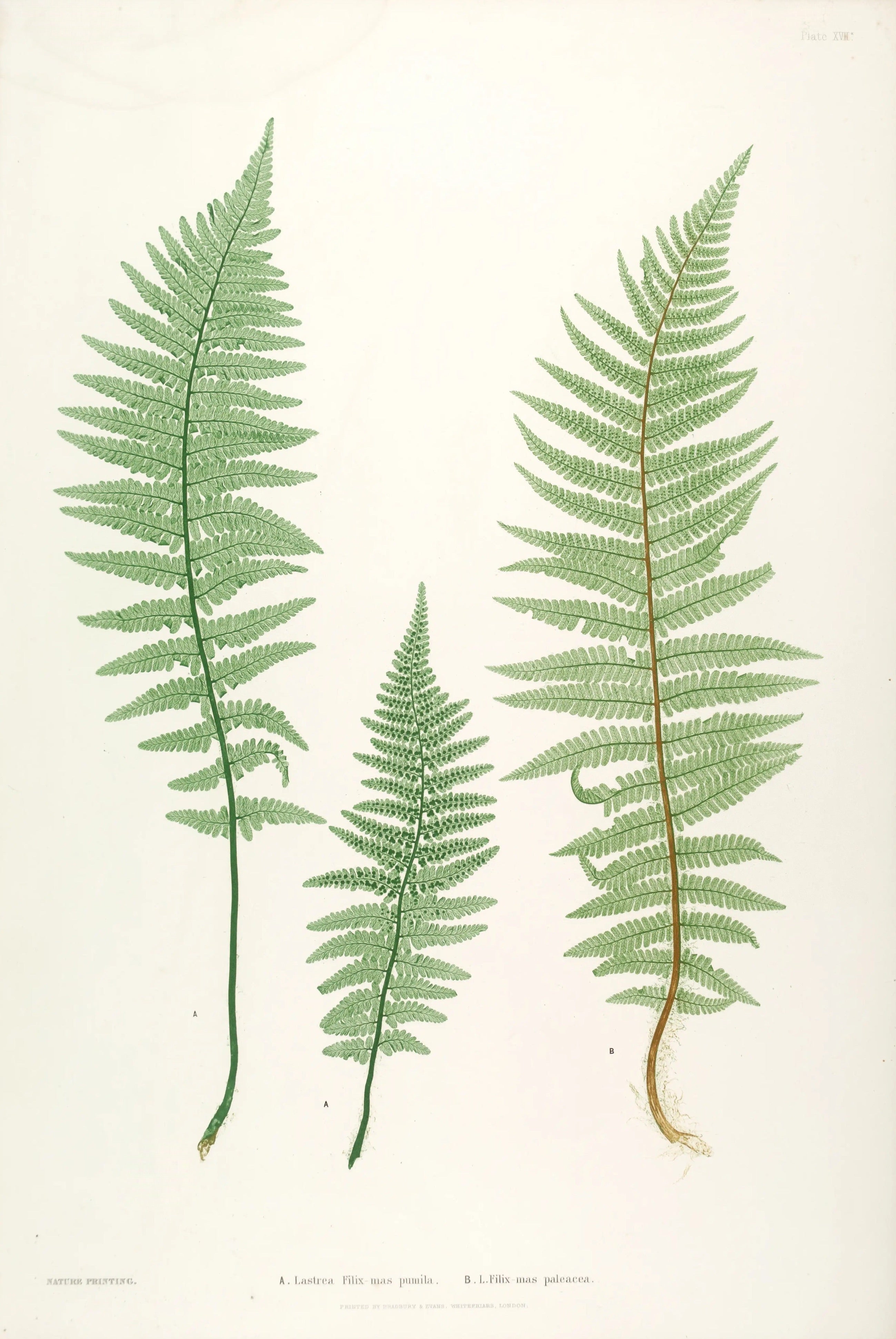 ENGLISH FERNS 14