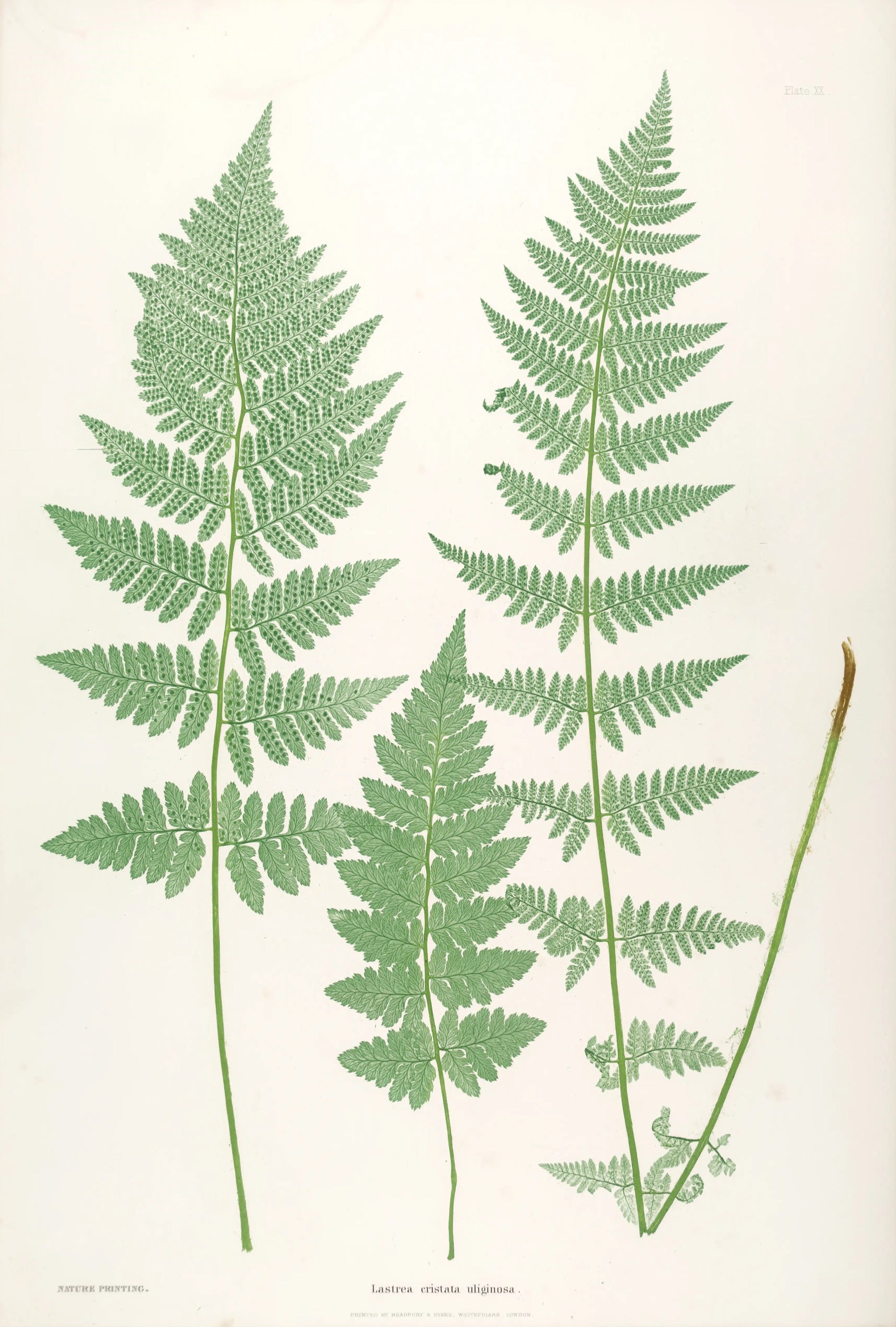 ENGLISH FERNS 17