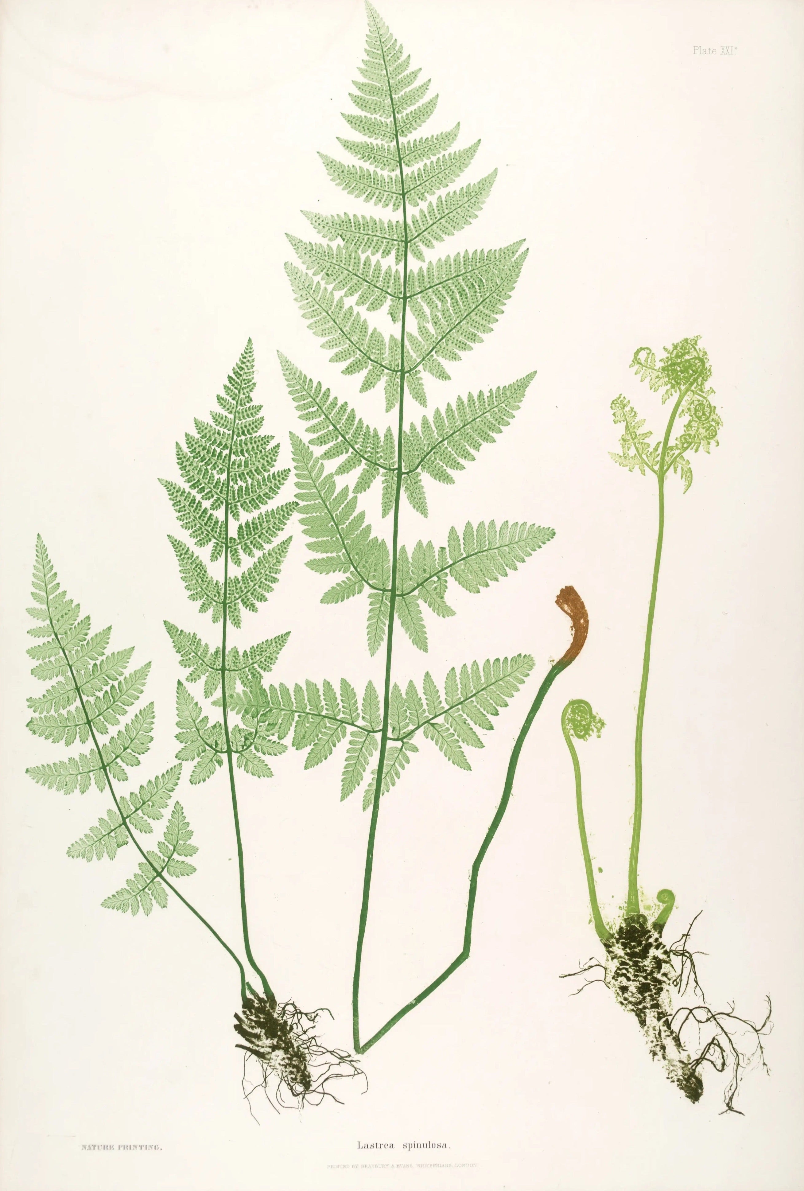 ENGLISH FERNS 18