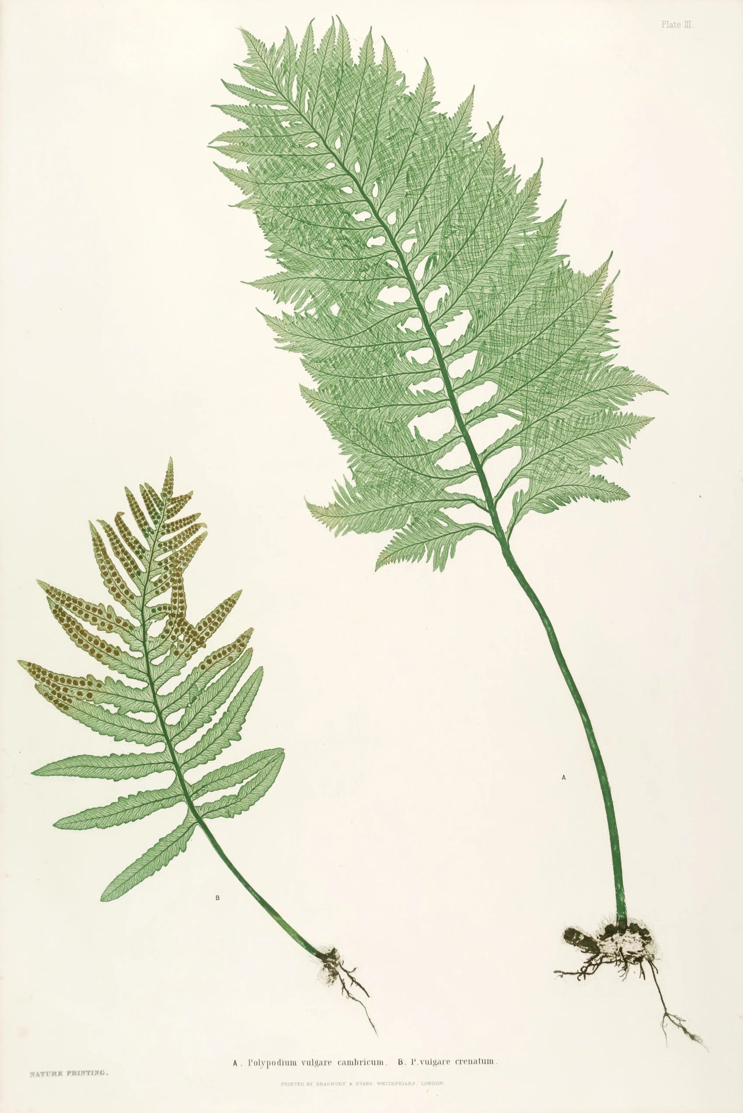 ENGLISH FERNS 1