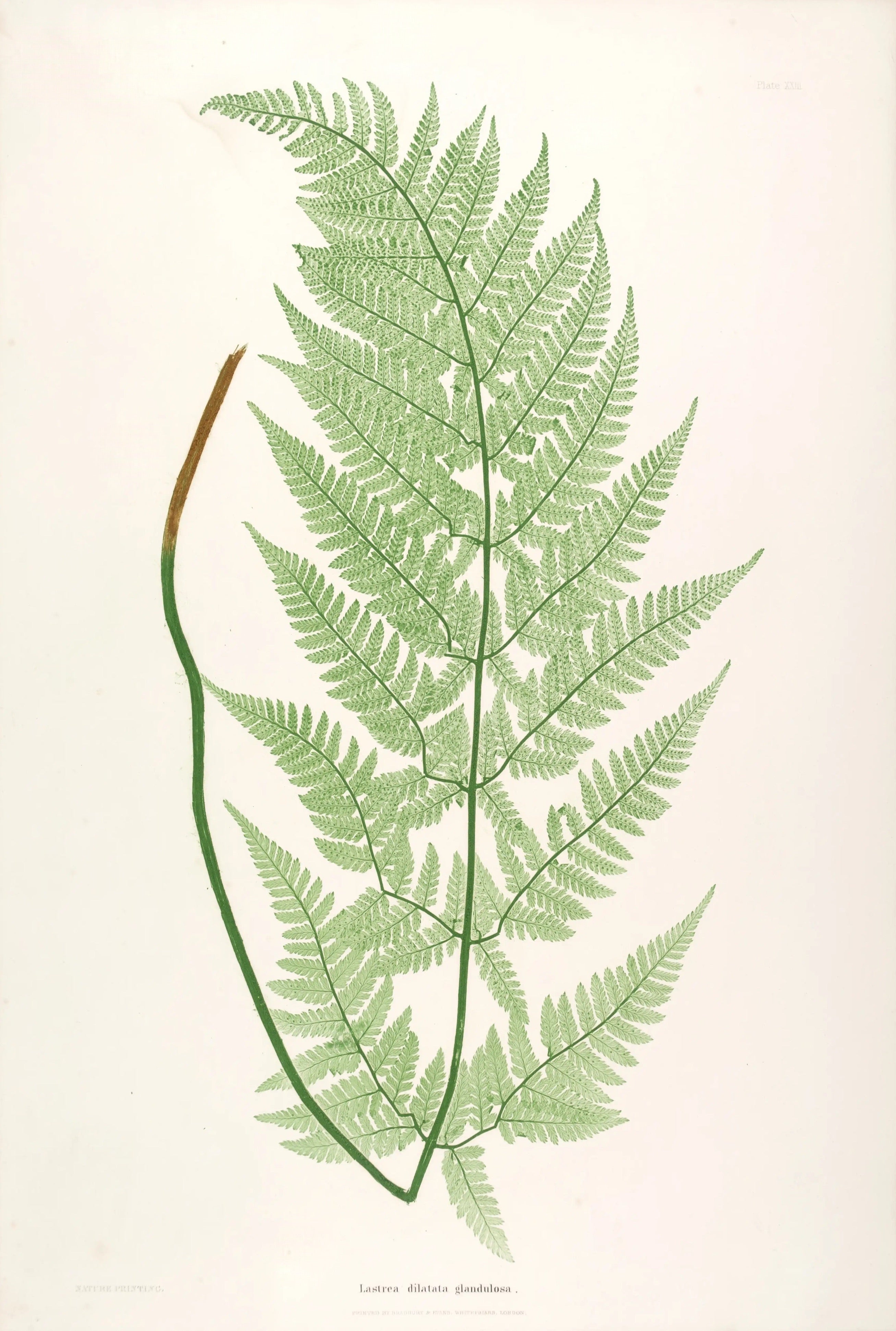 ENGLISH FERNS 19
