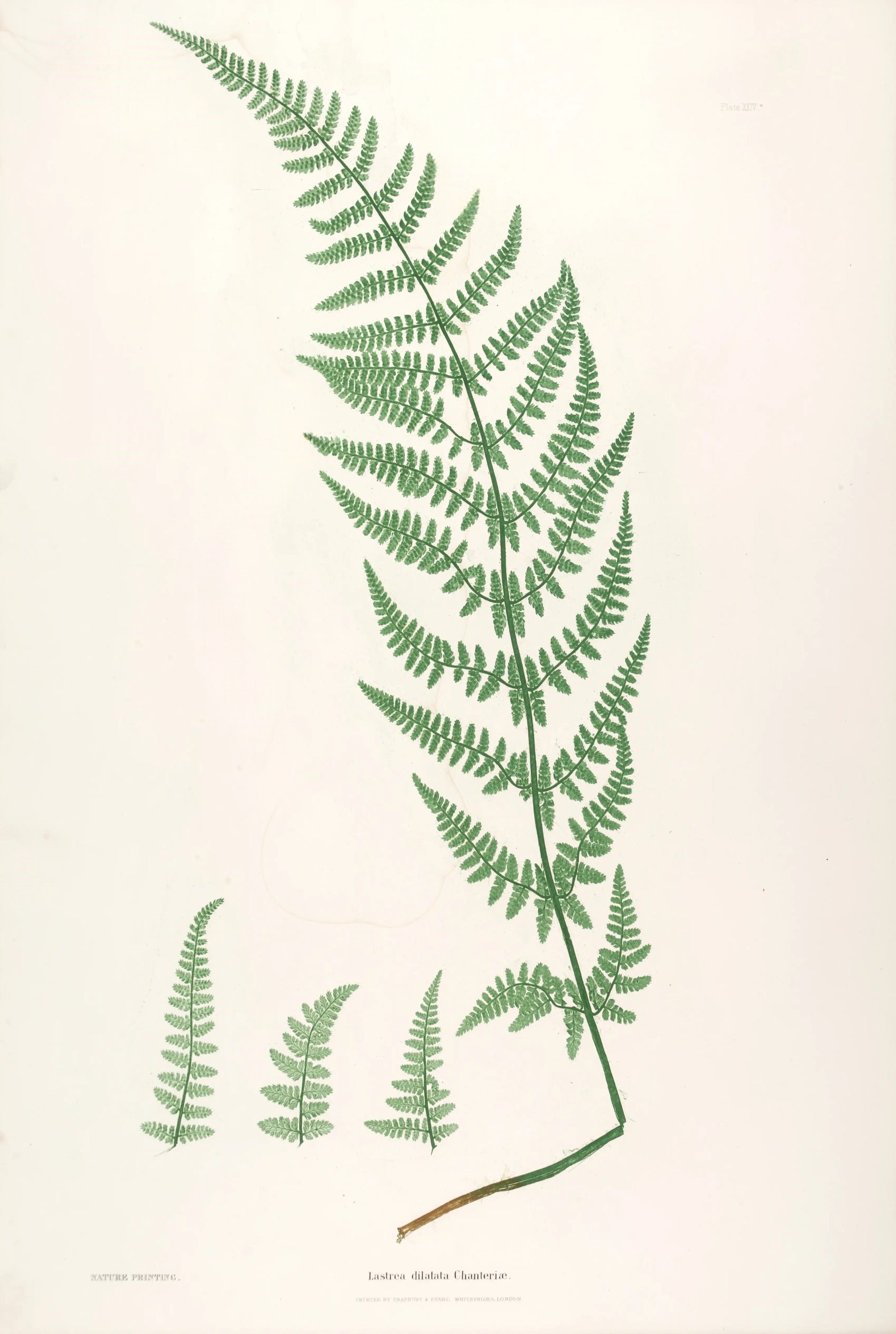 ENGLISH FERNS 20