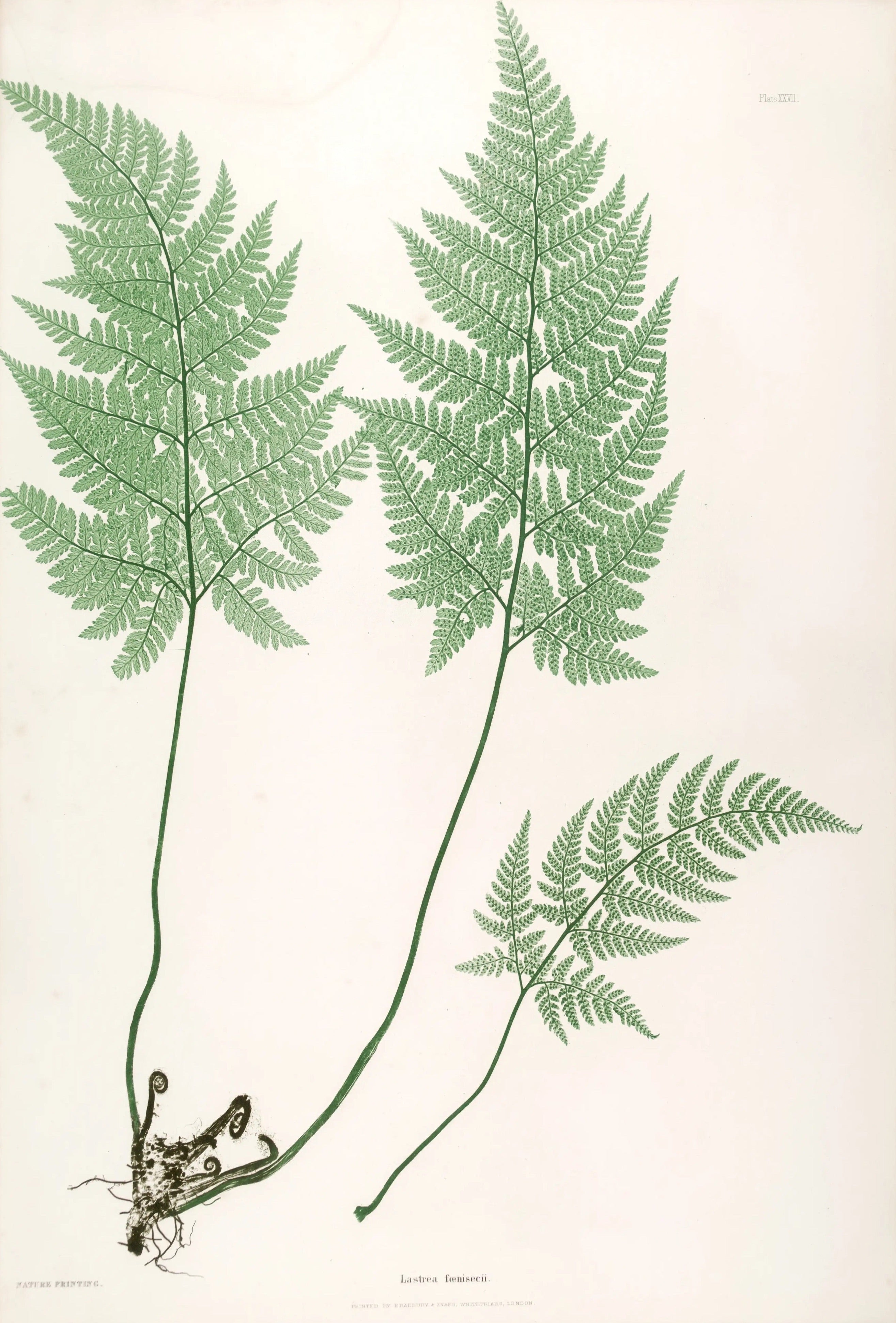 ENGLISH FERNS 24