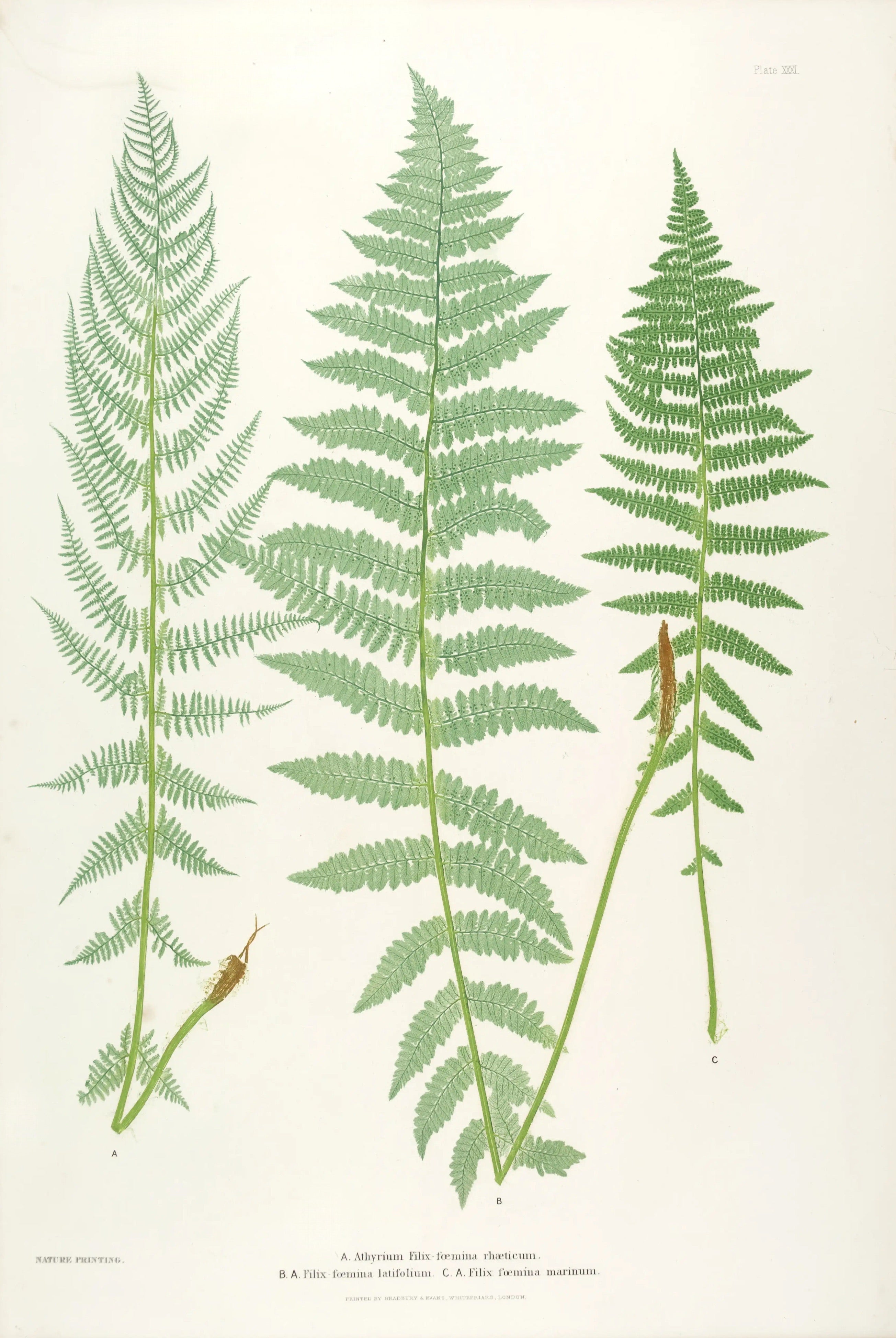 ENGLISH FERNS 28