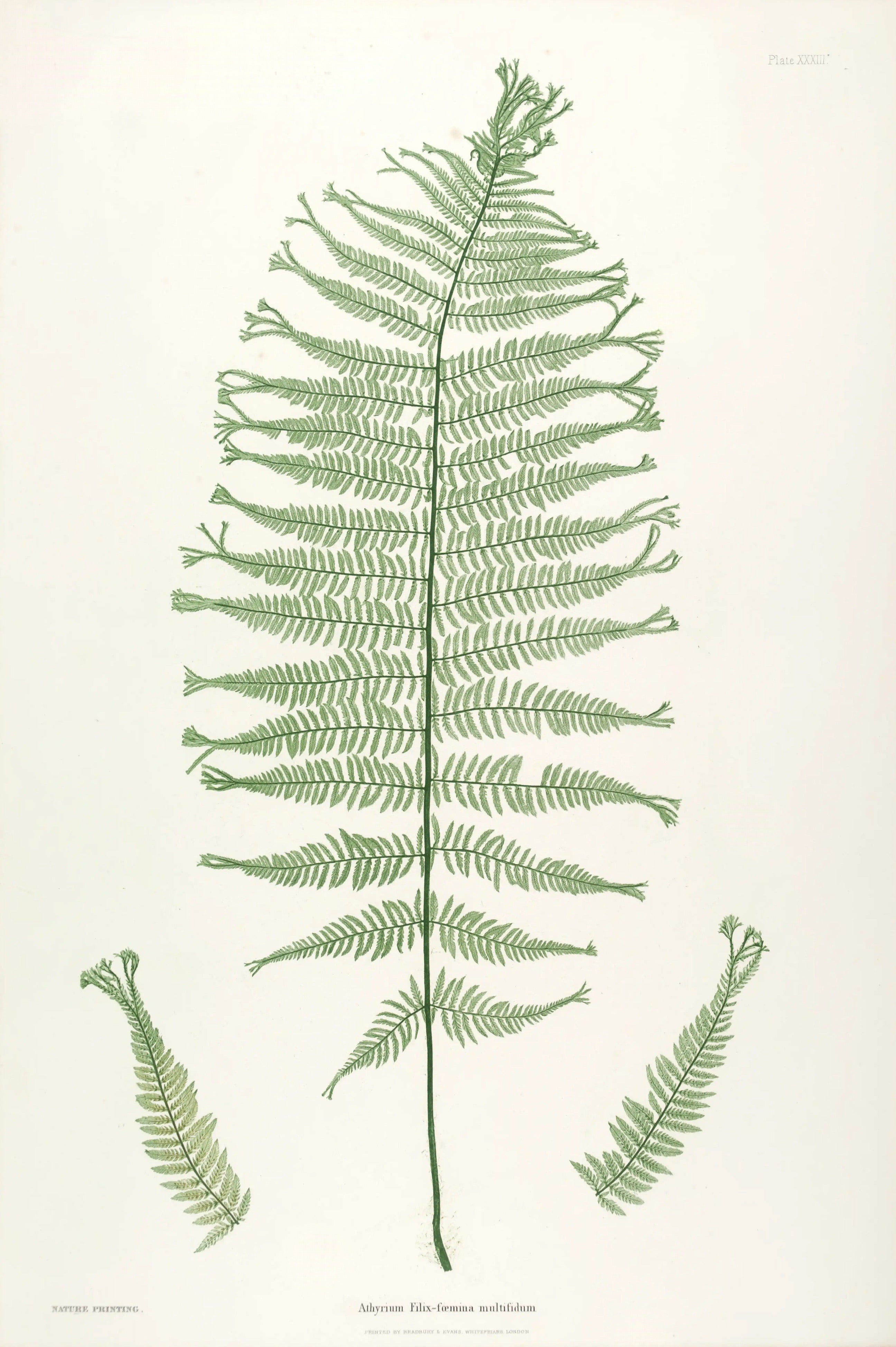 ENGLISH FERNS 30