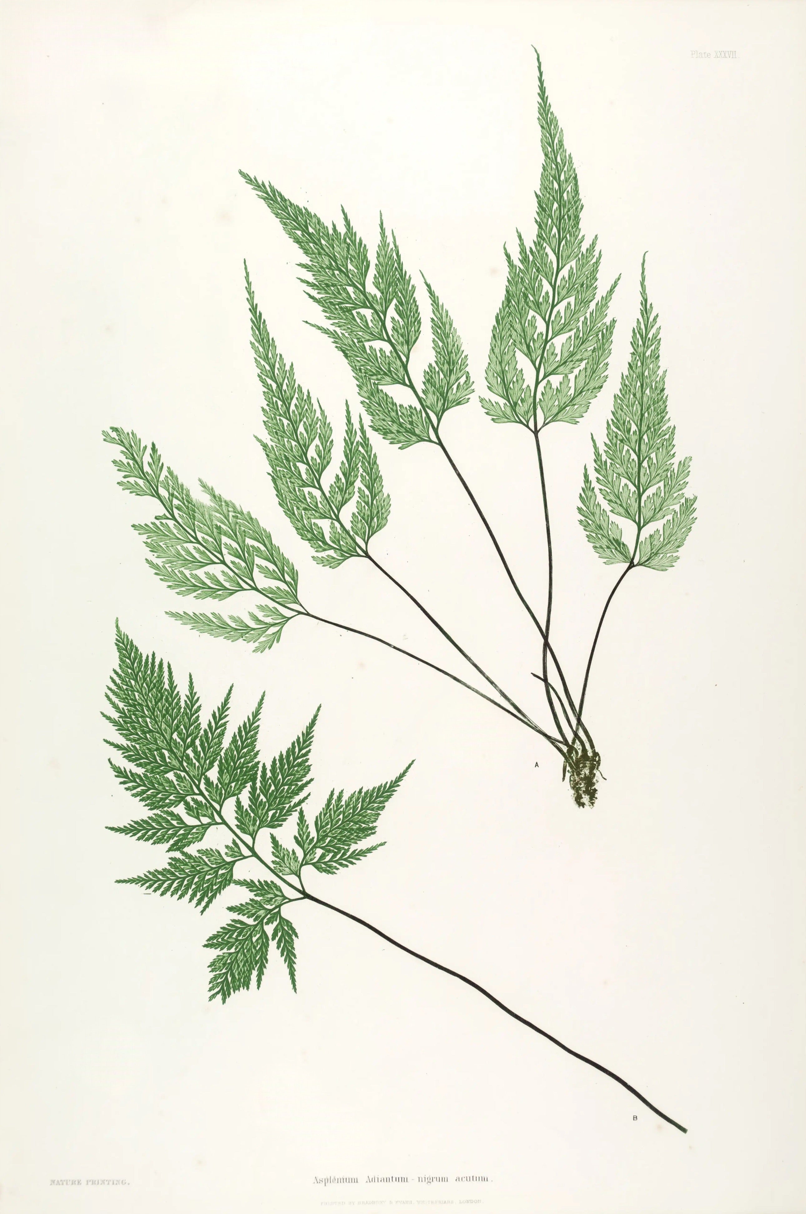ENGLISH FERNS 32