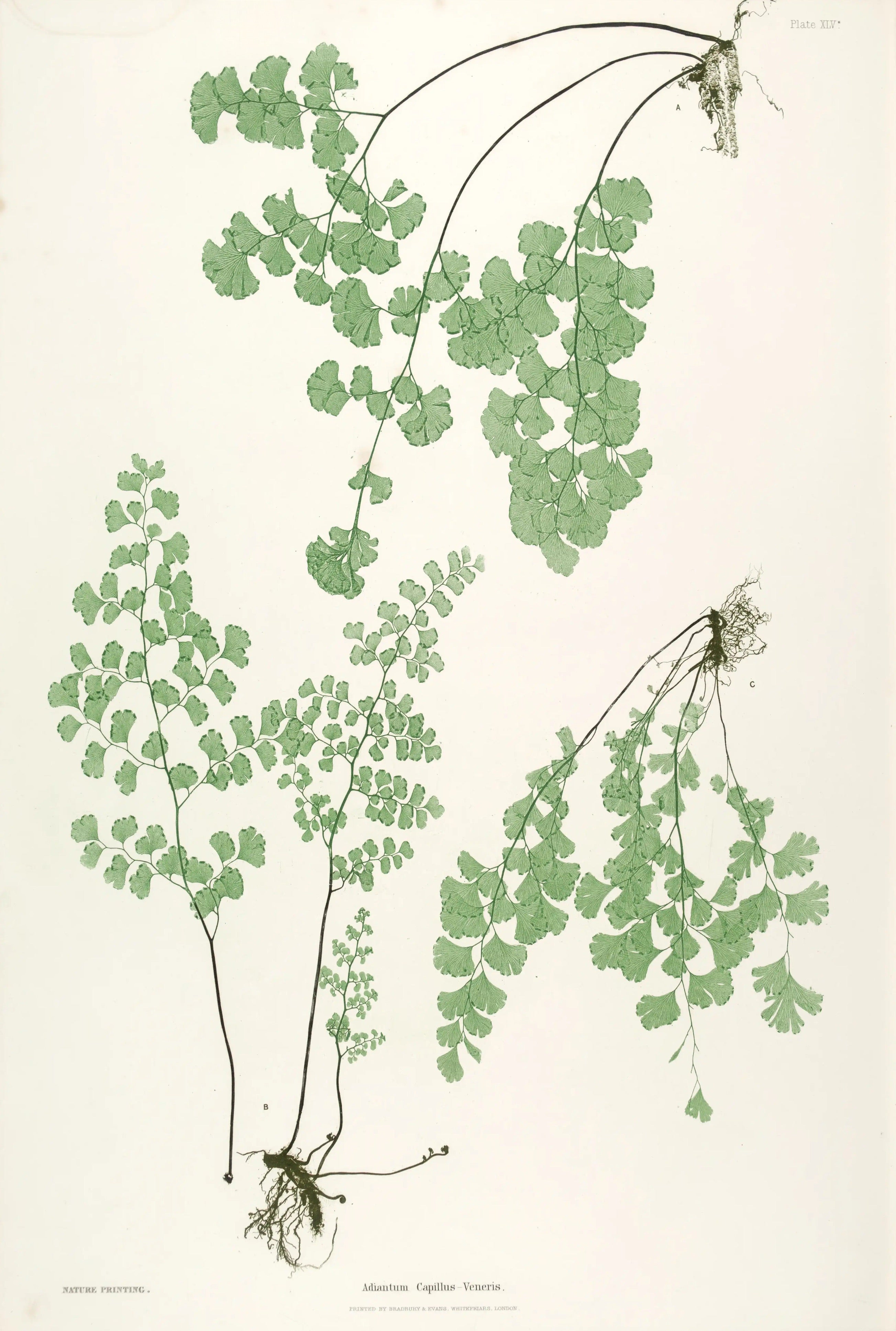 ENGLISH FERNS 35