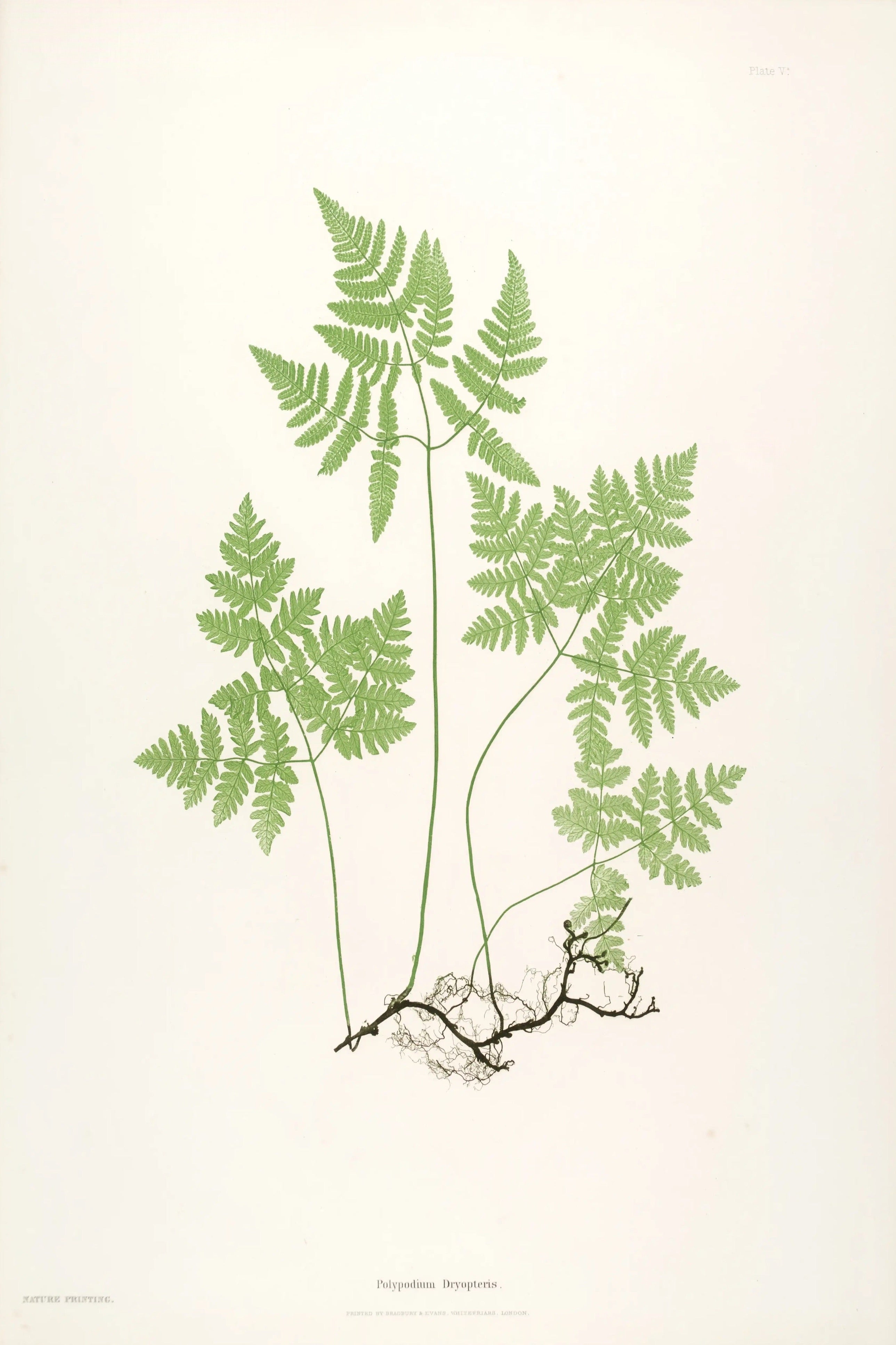 ENGLISH FERNS 3