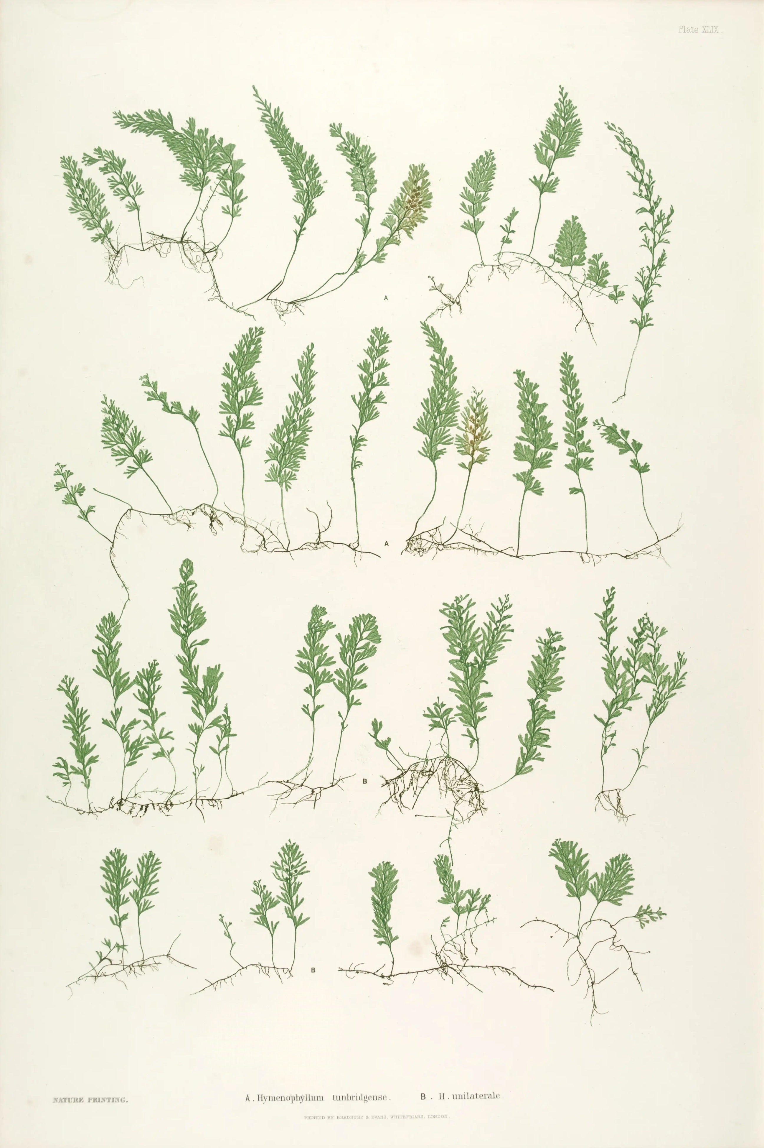 ENGLISH FERNS 40
