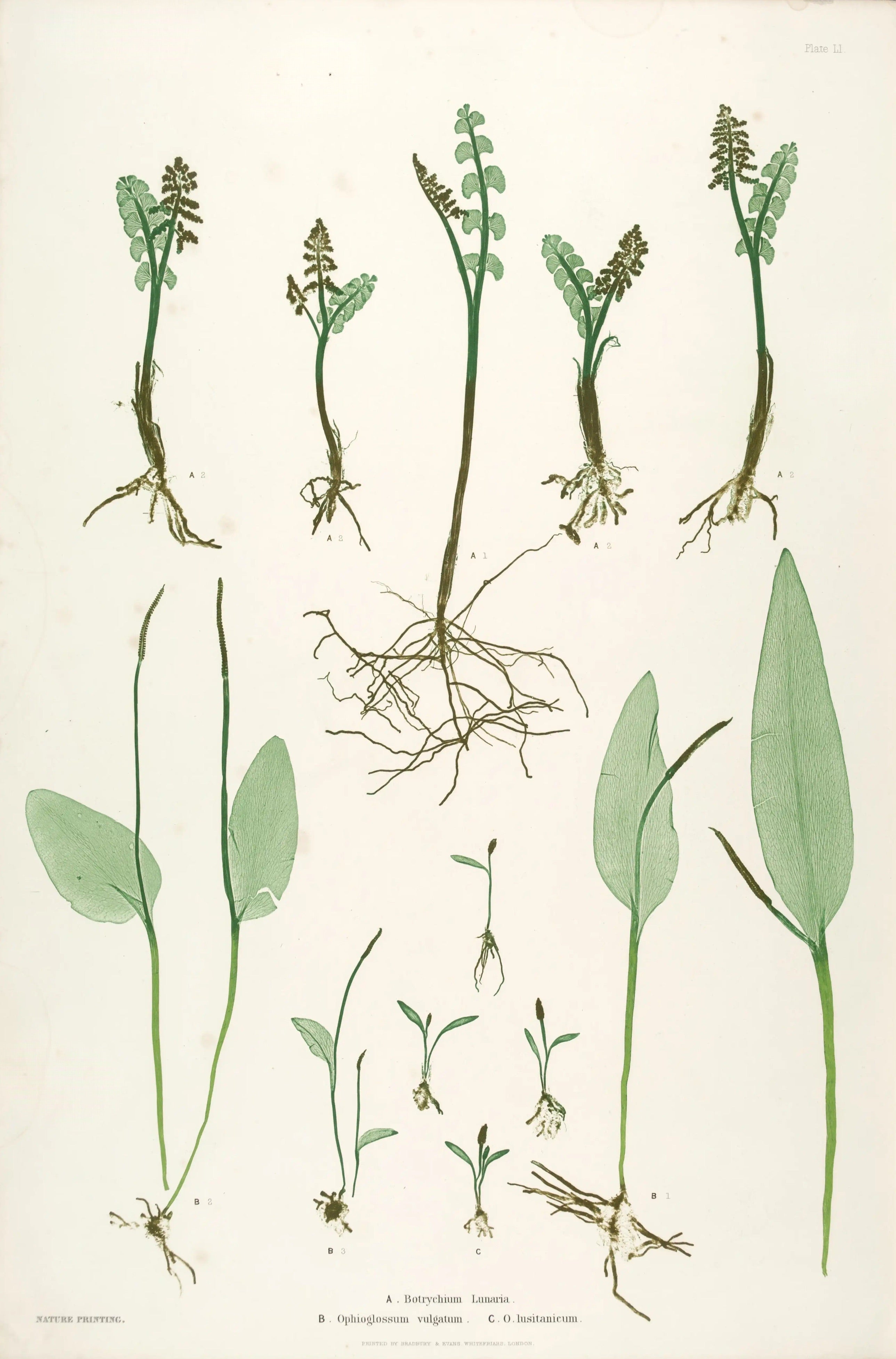 ENGLISH FERNS 42
