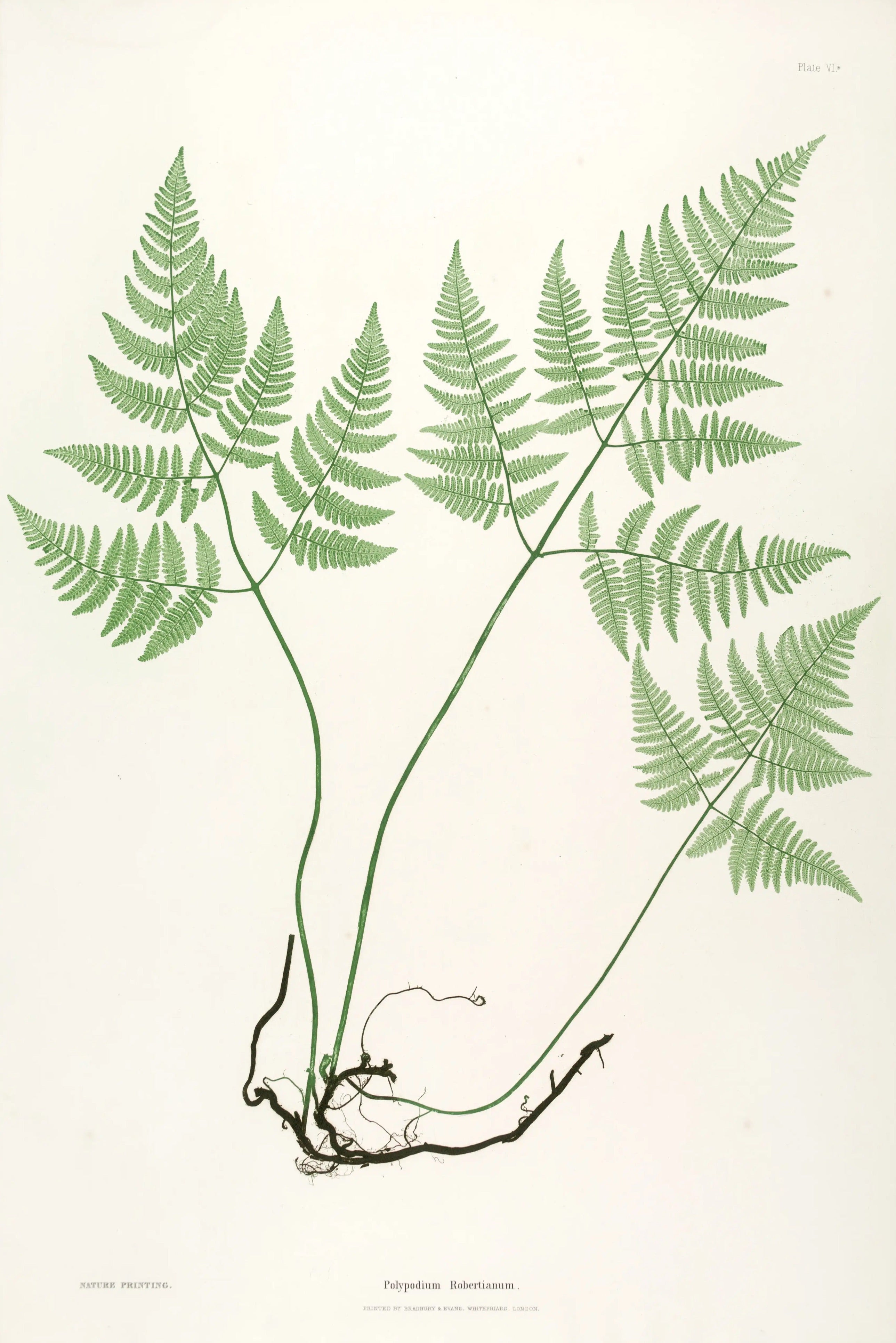 ENGLISH FERNS 4