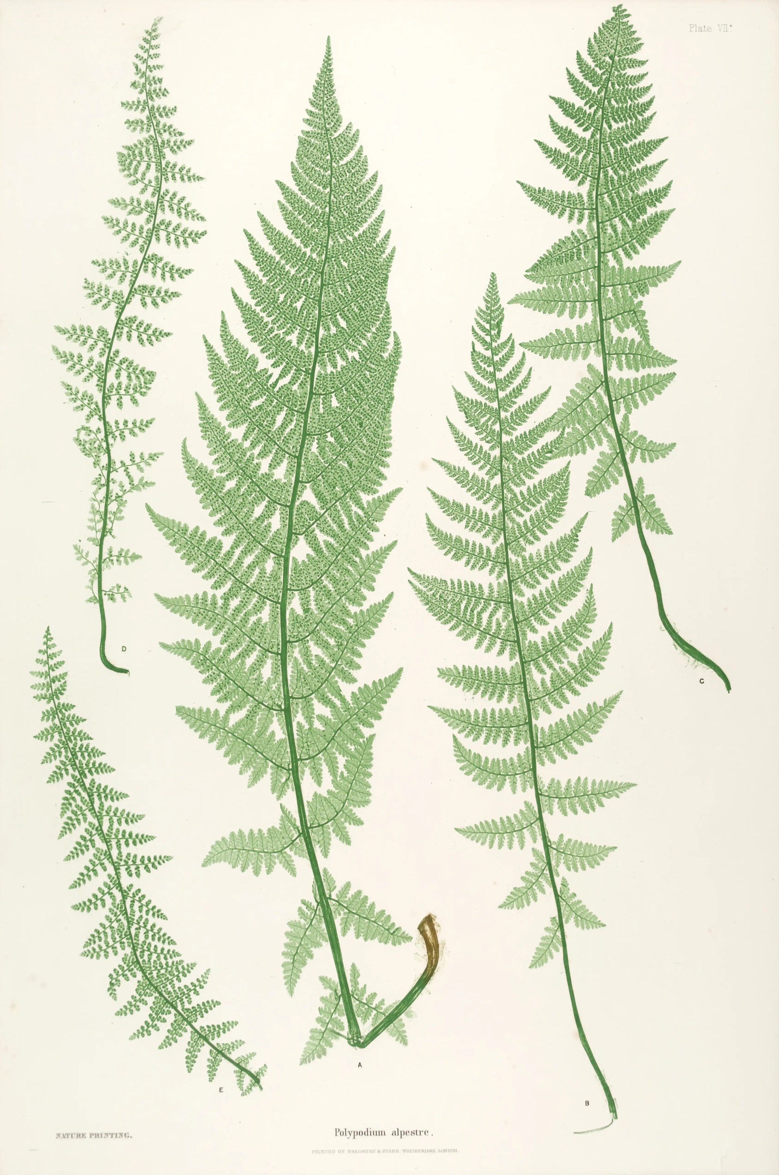 ENGLISH FERNS 5