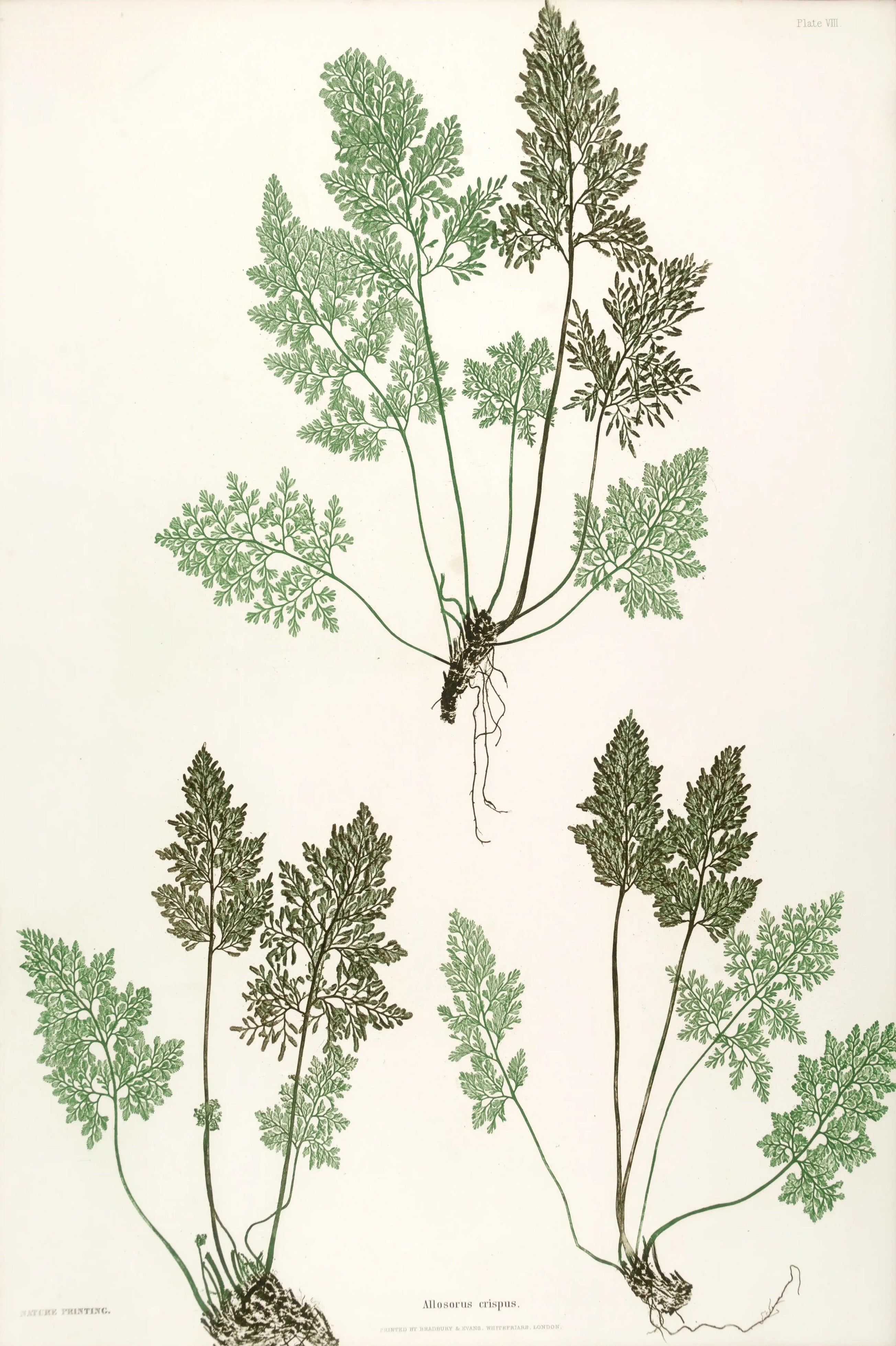 ENGLISH FERNS 6