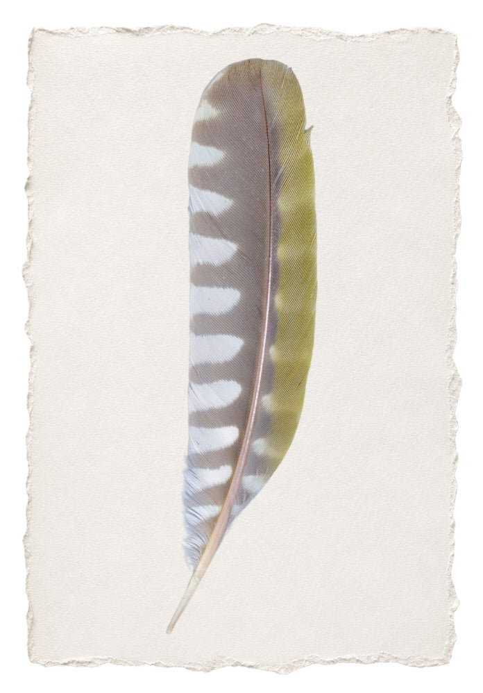 FEATHER 10