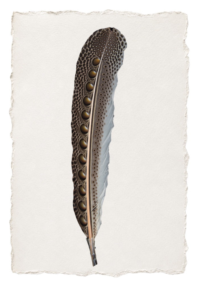 FEATHER 13