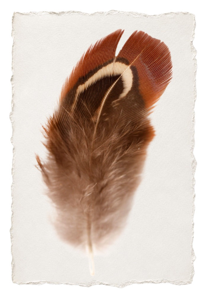 FEATHER 15