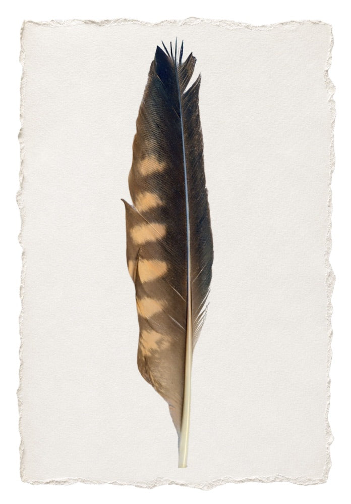 FEATHER 17