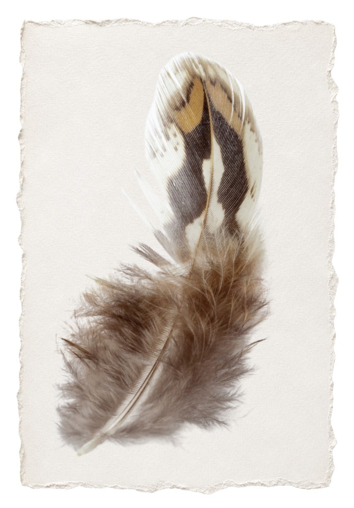 FEATHER 18