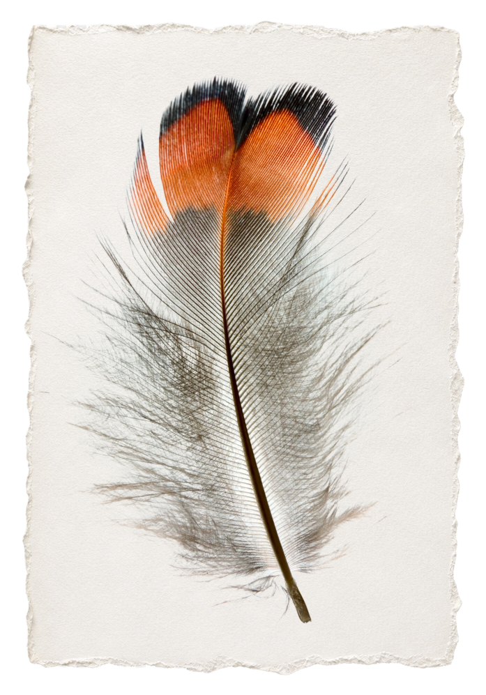 FEATHER 5