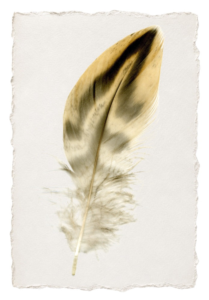 FEATHER 8