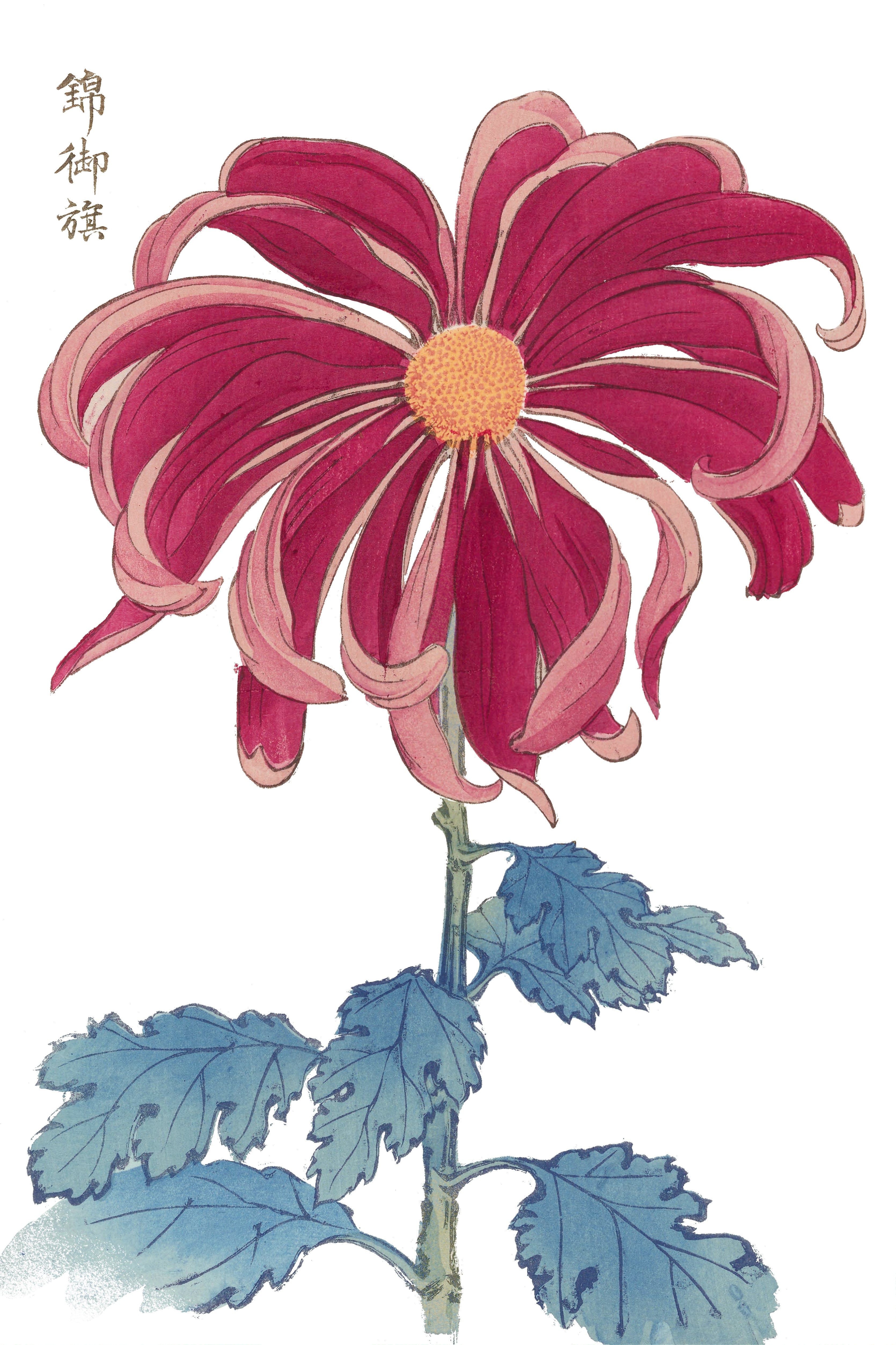 CHRYSANTHEMUMS 1