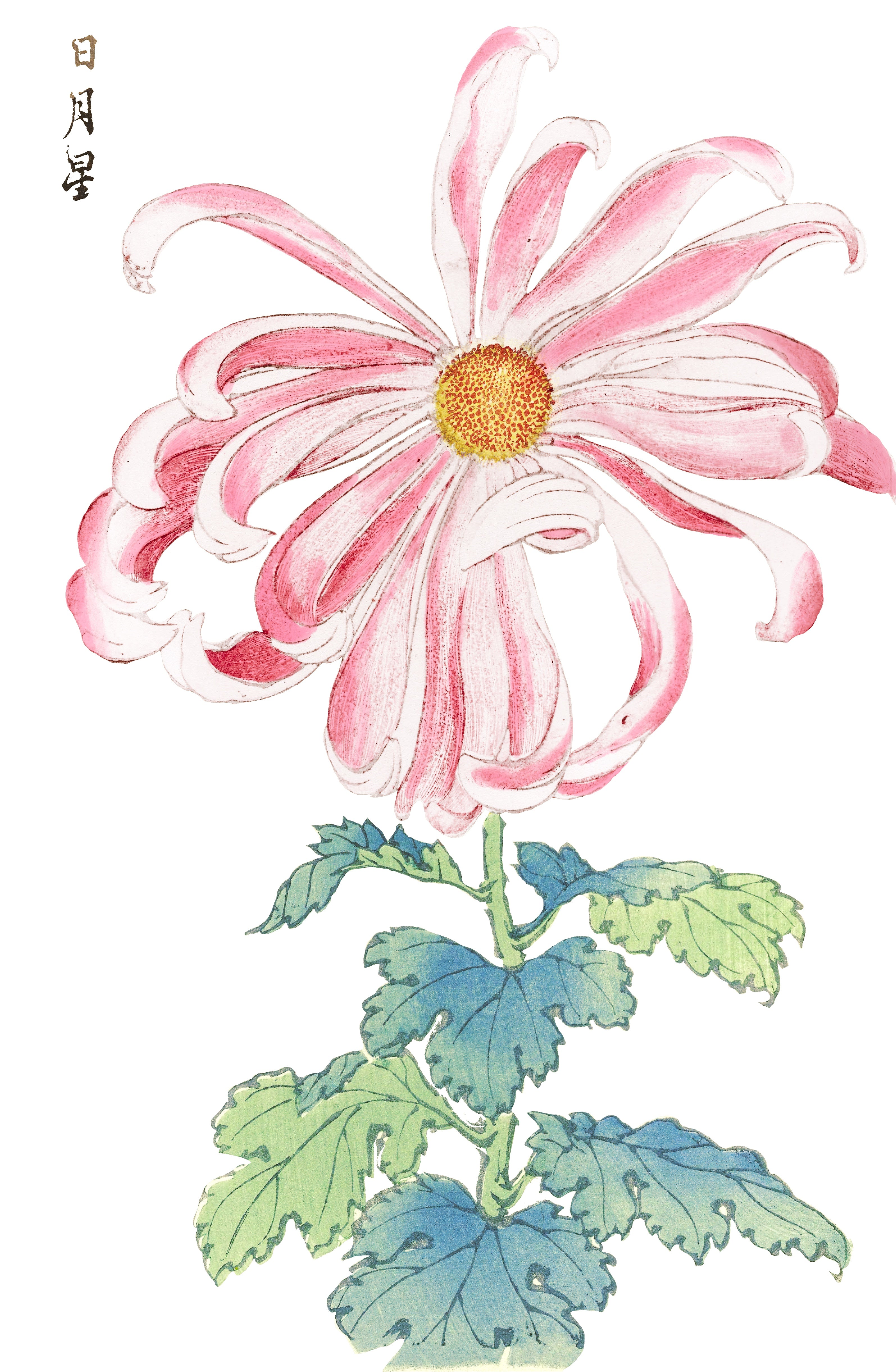 CHRYSANTHEMUMS 2