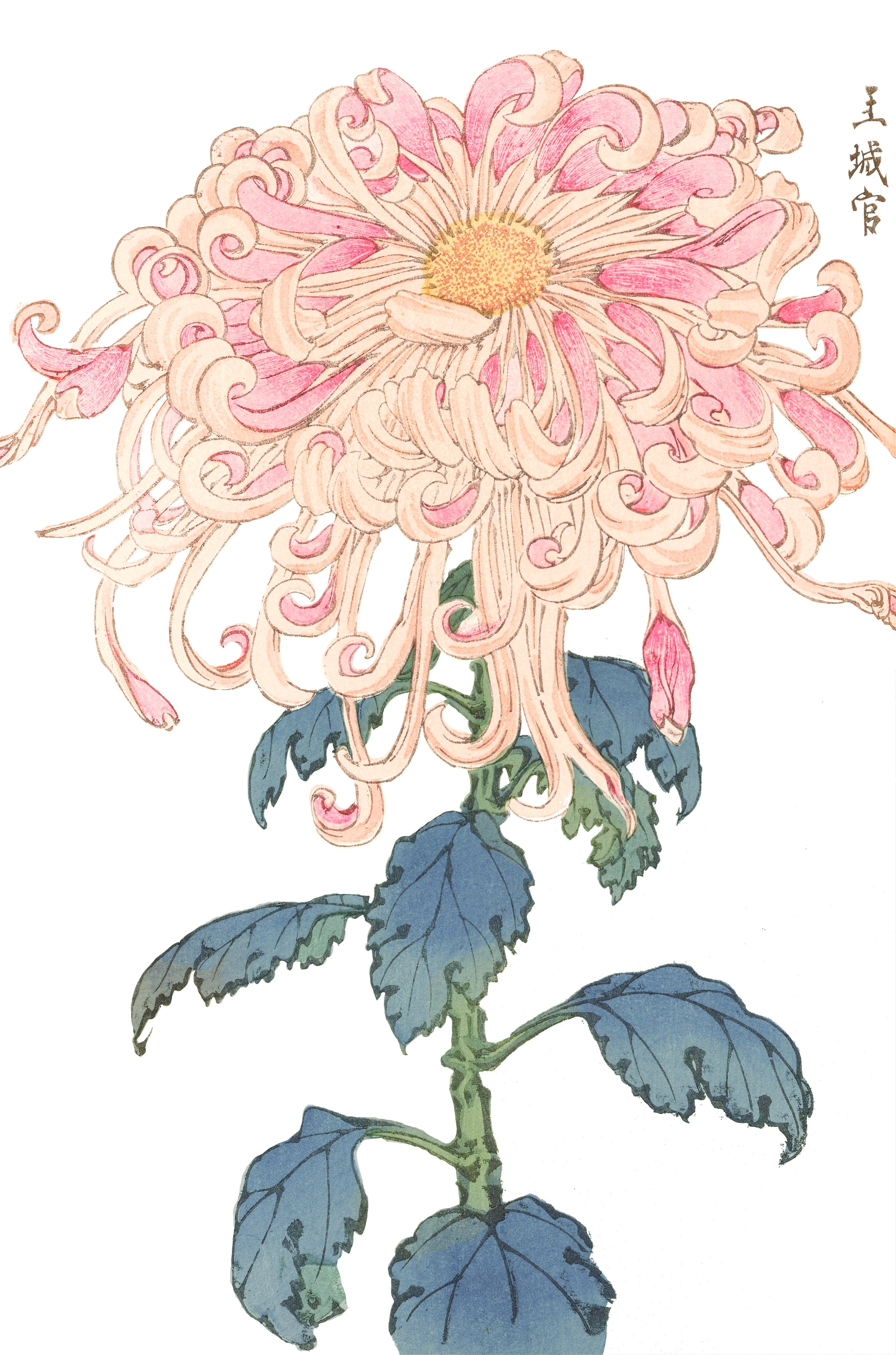 CHRYSANTHEMUMS 5
