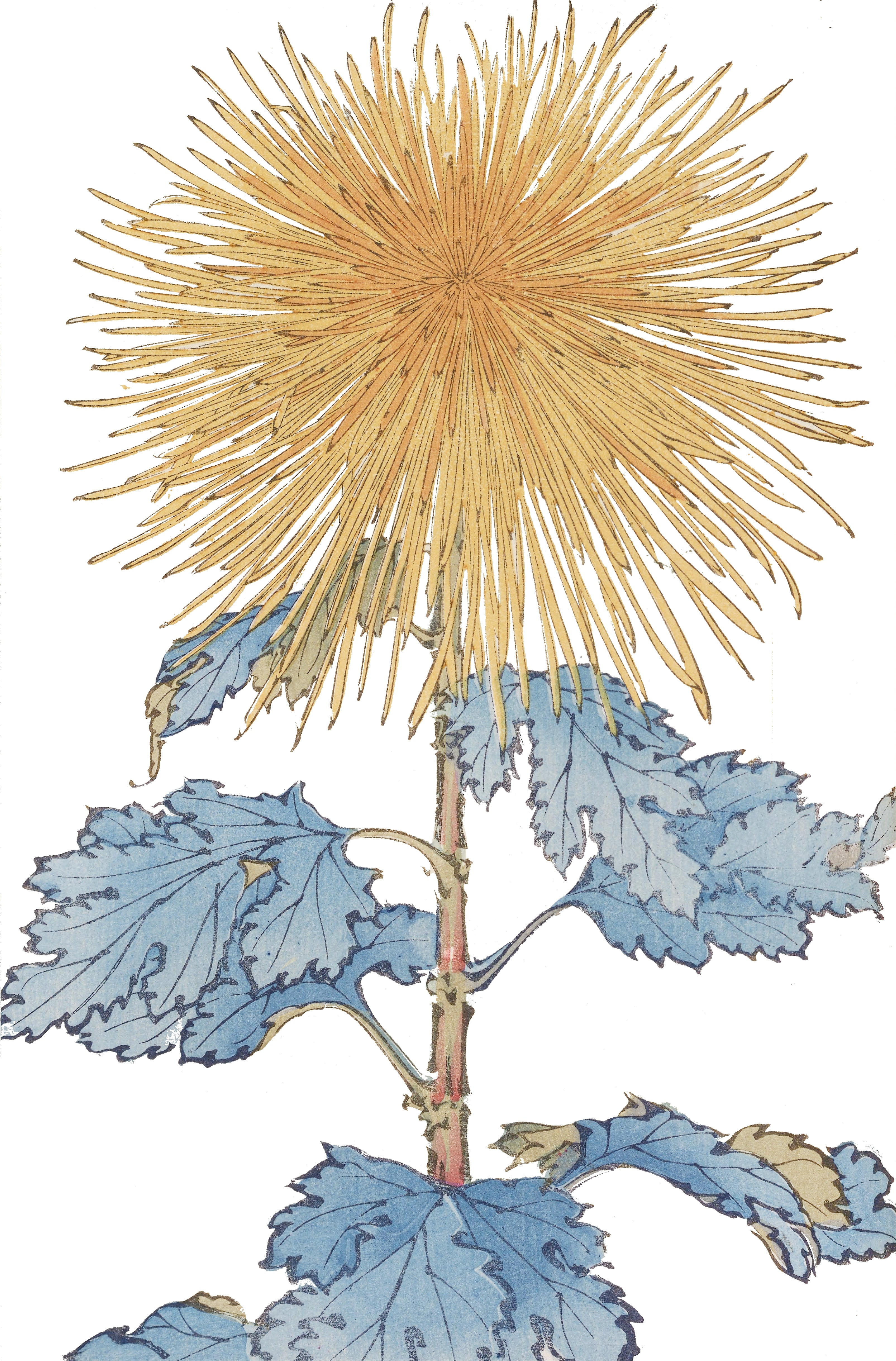 CHRYSANTHEMUMS 6