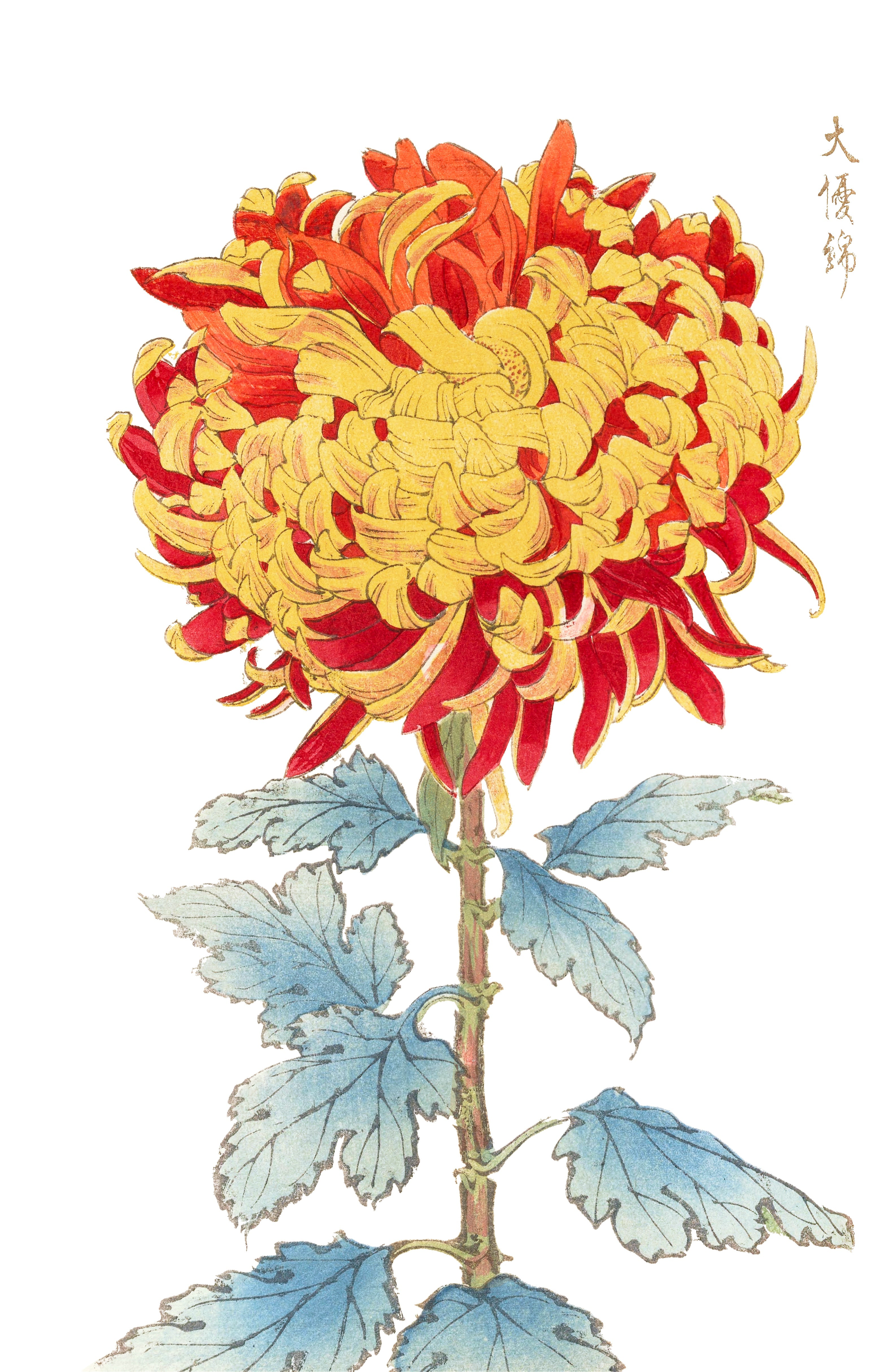 CHRYSANTHEMUMS 8