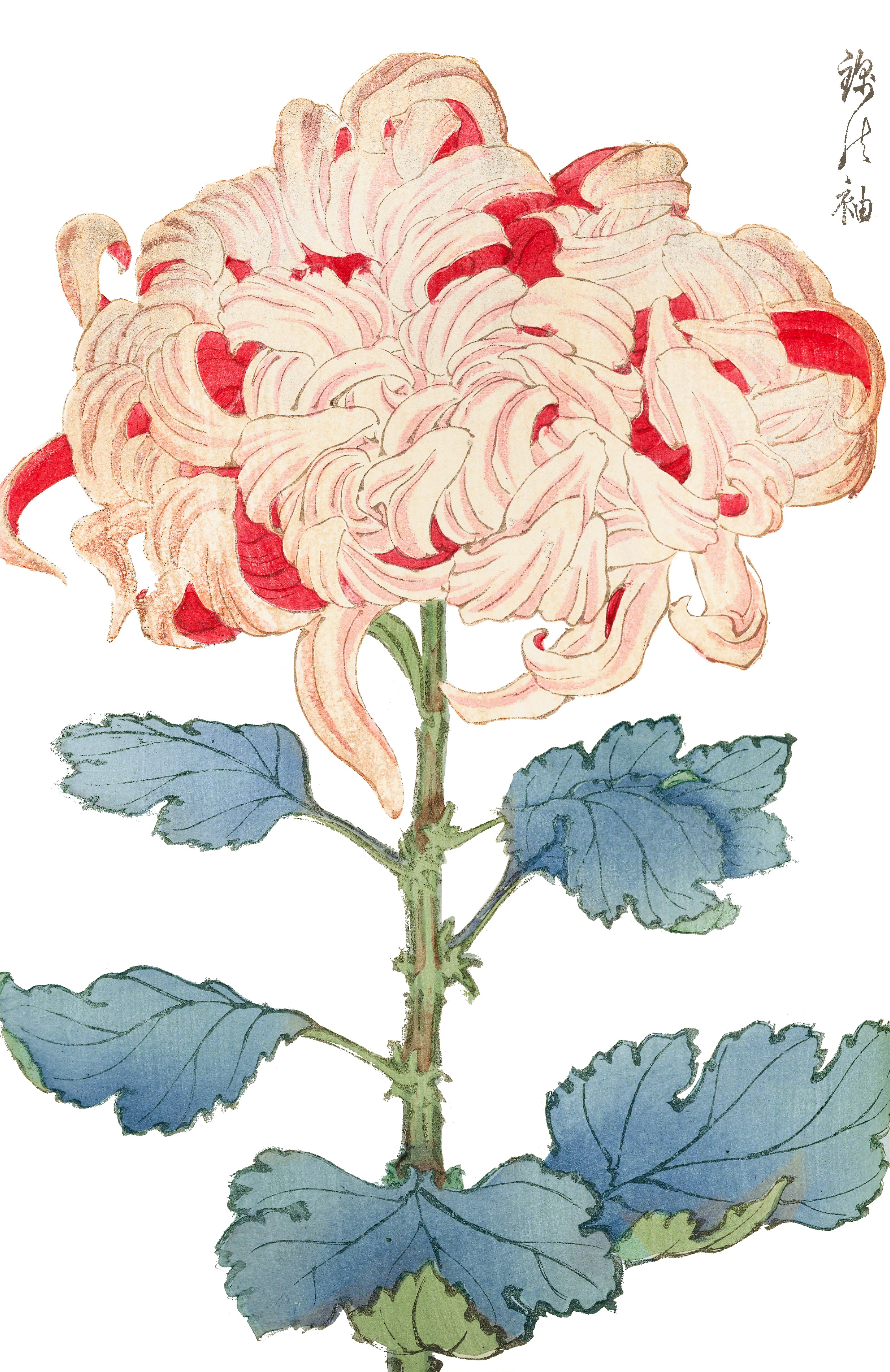 CHRYSANTHEMUMS 9