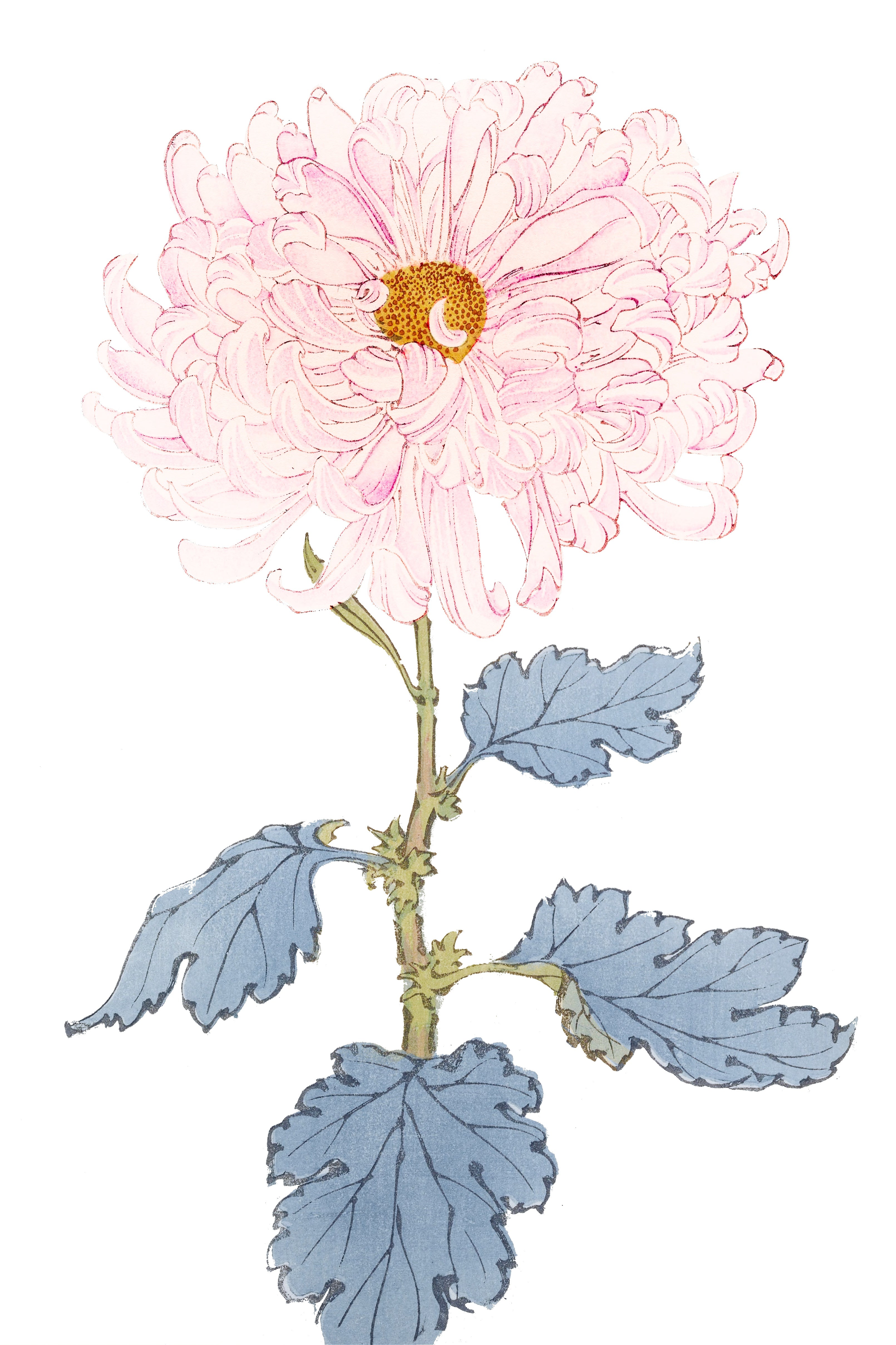 CHRYSANTHEMUMS 10