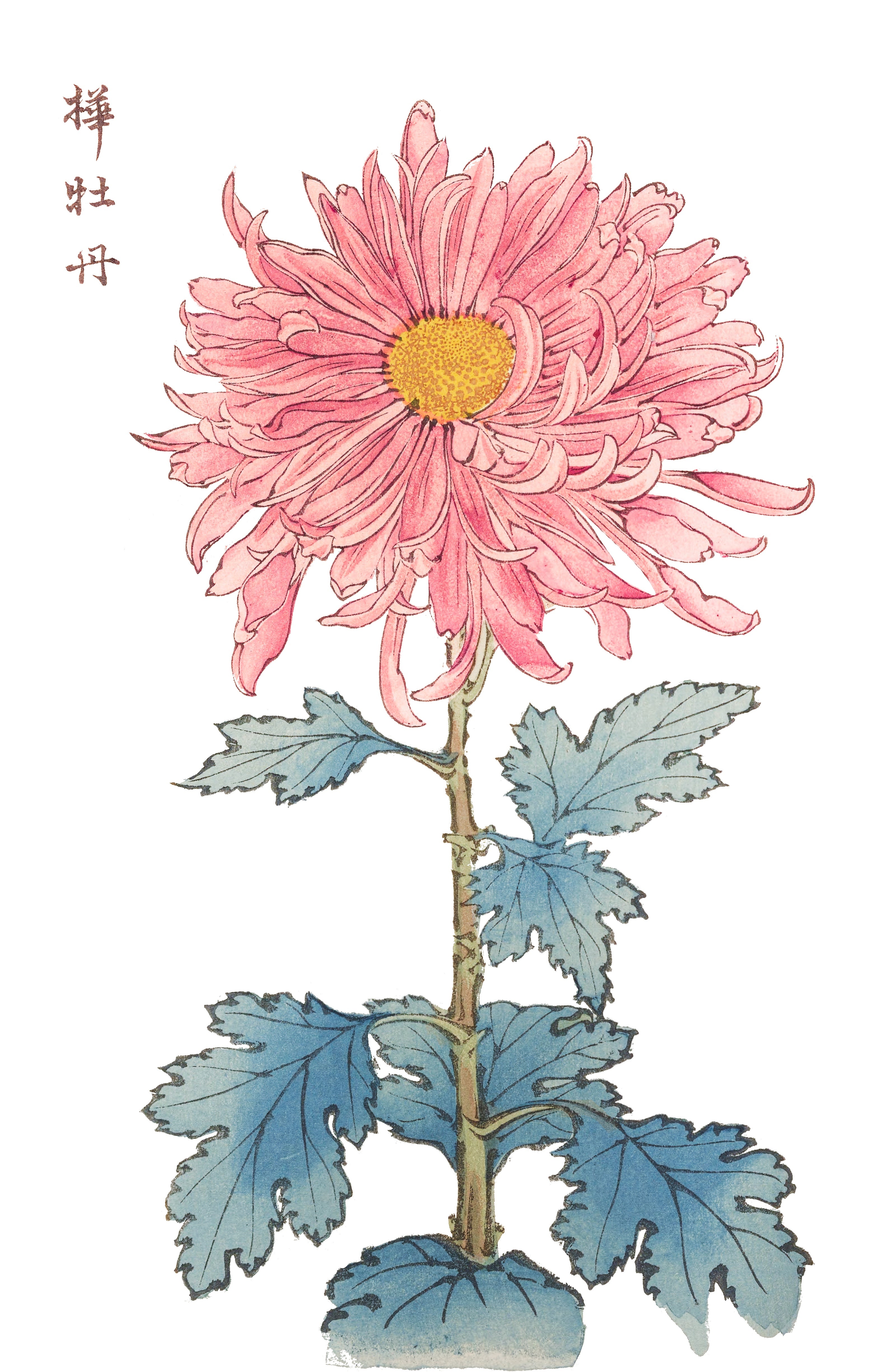 CHRYSANTHEMUMS 11