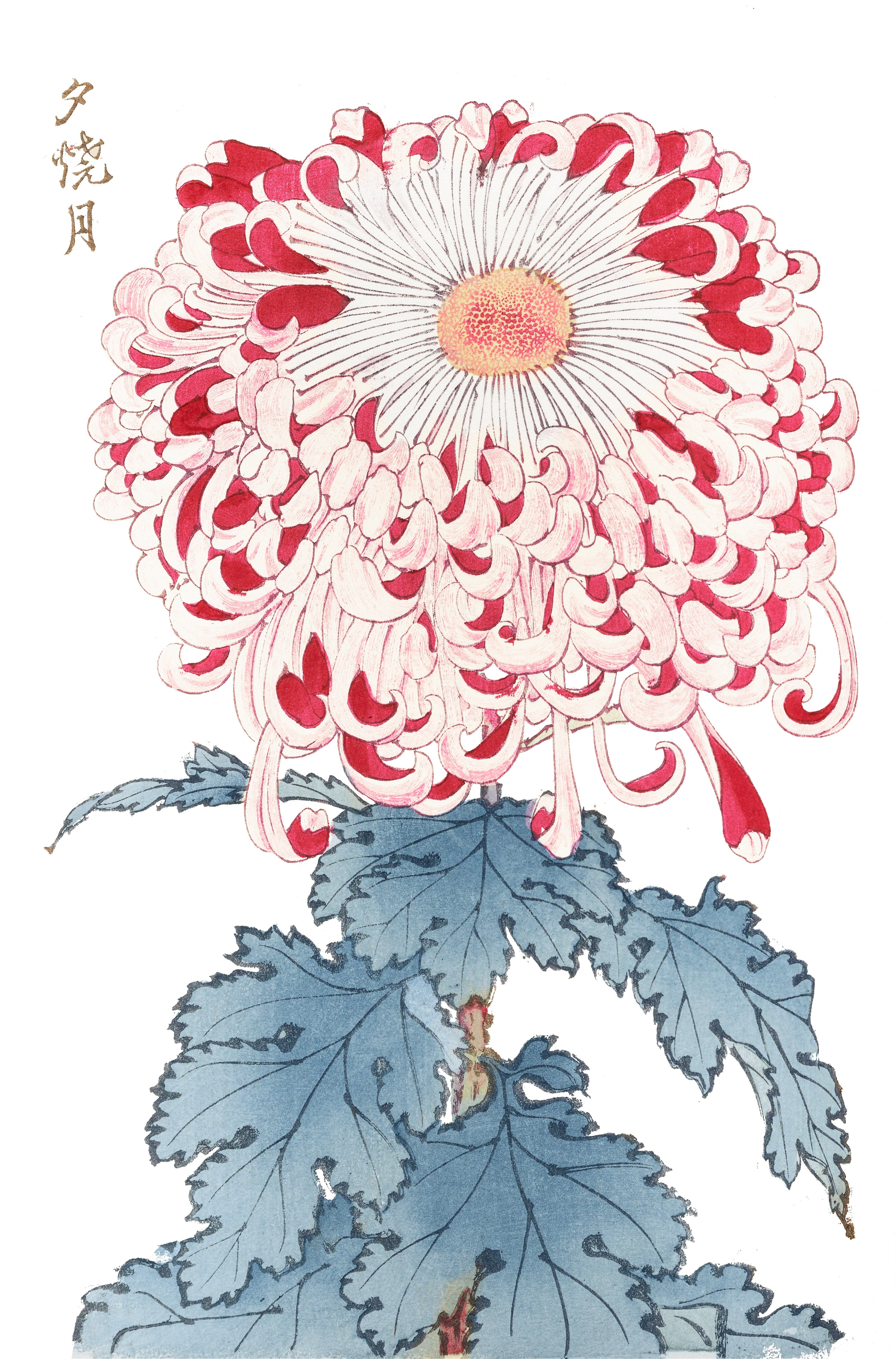 CHRYSANTHEMUMS 12