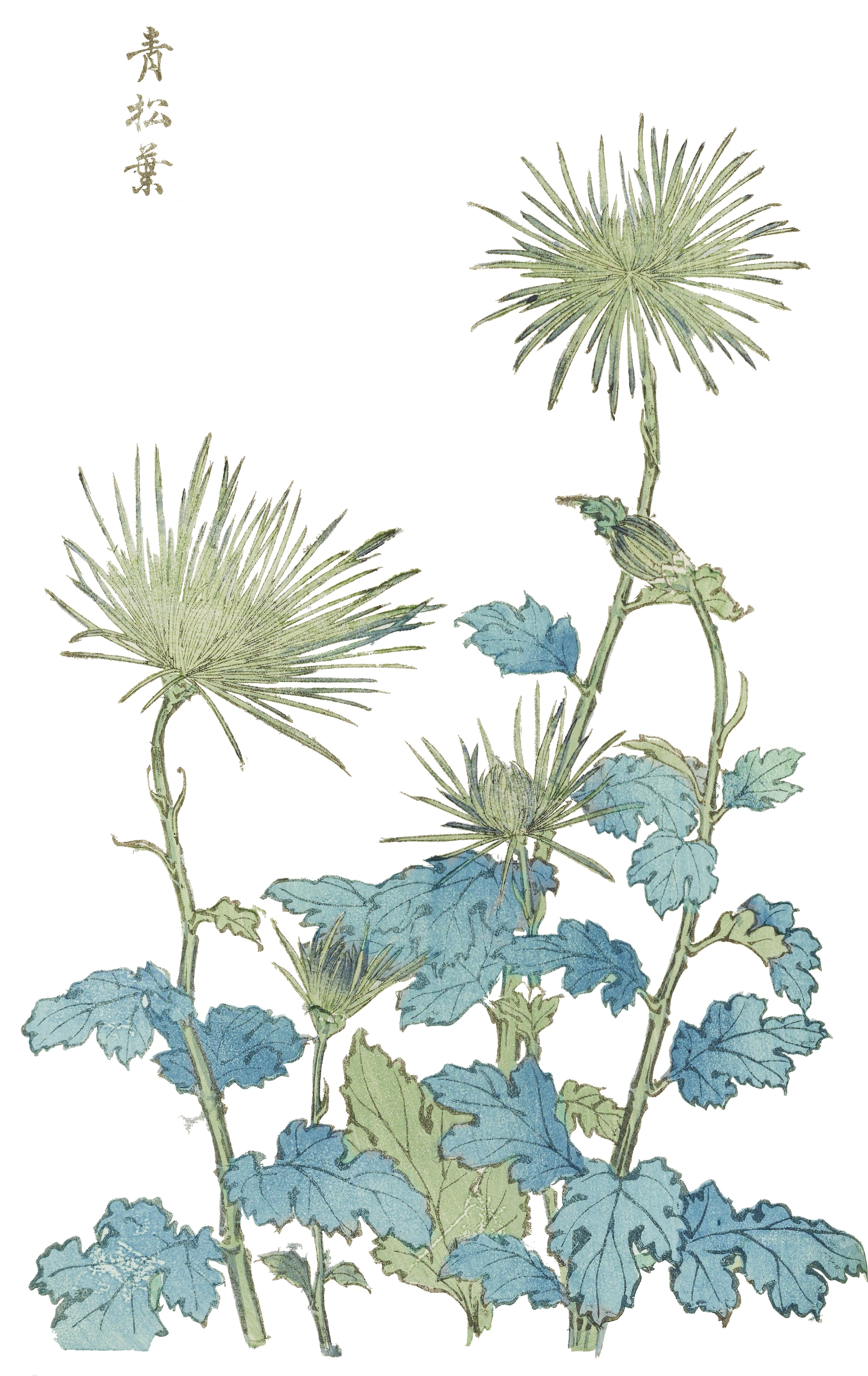 CHRYSANTHEMUMS 14