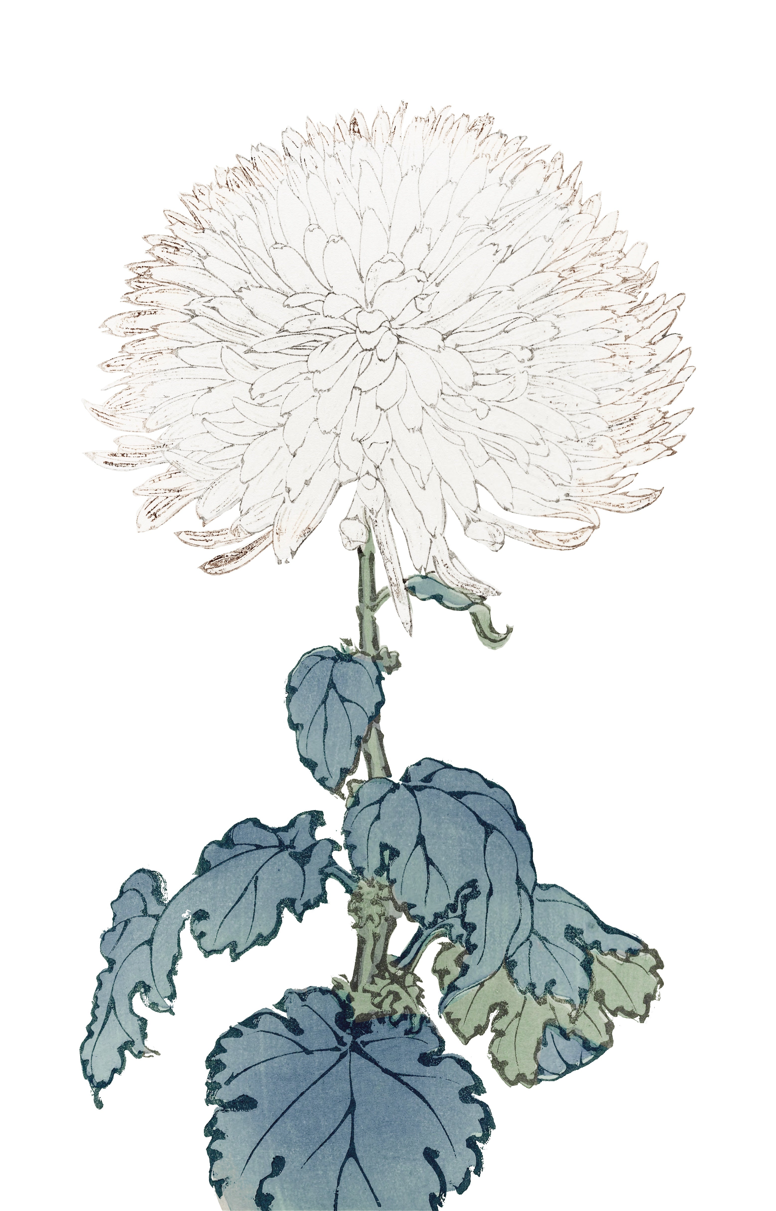 CHRYSANTHEMUMS 15