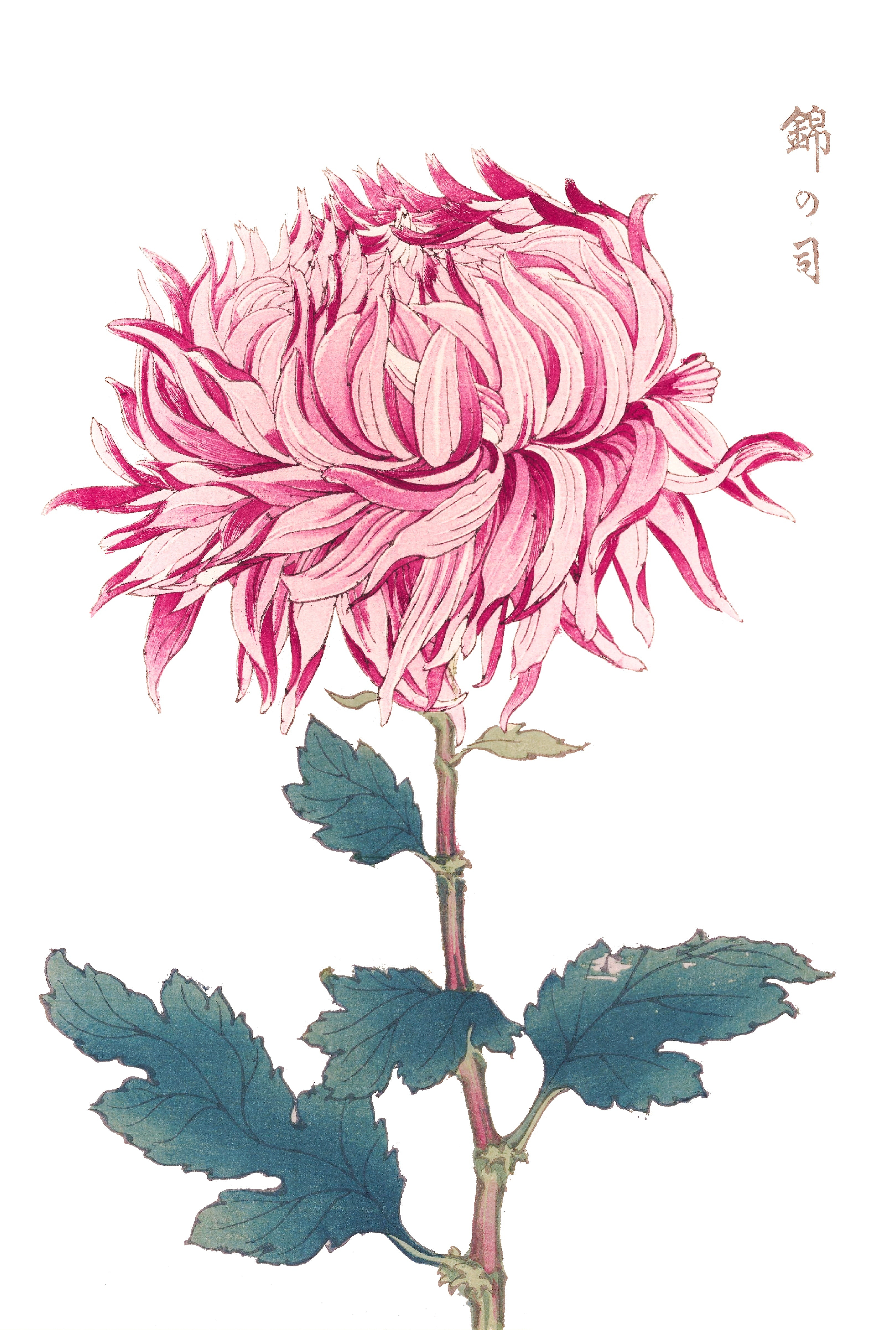CHRYSANTHEMUMS 16