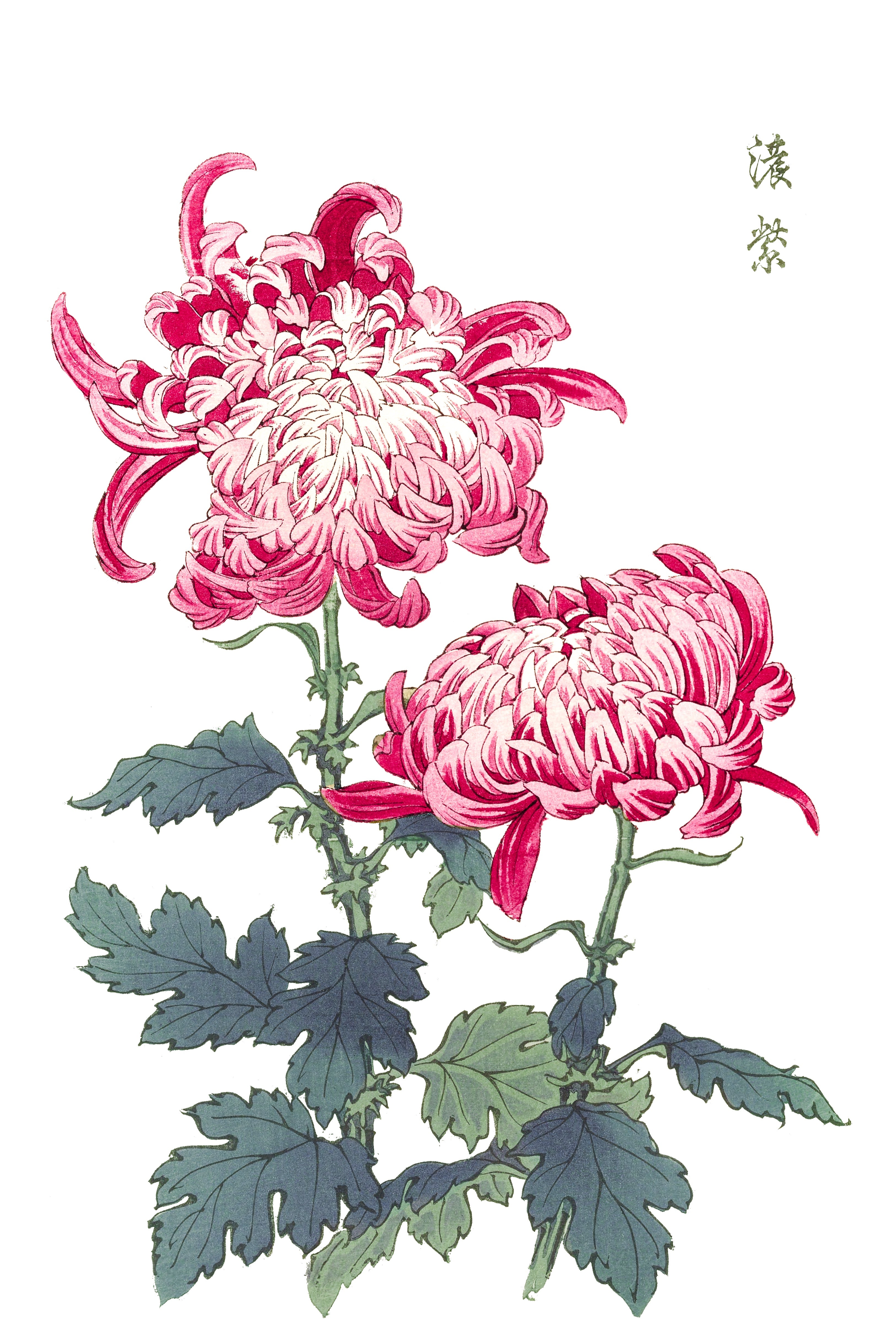 CHRYSANTHEMUMS 19