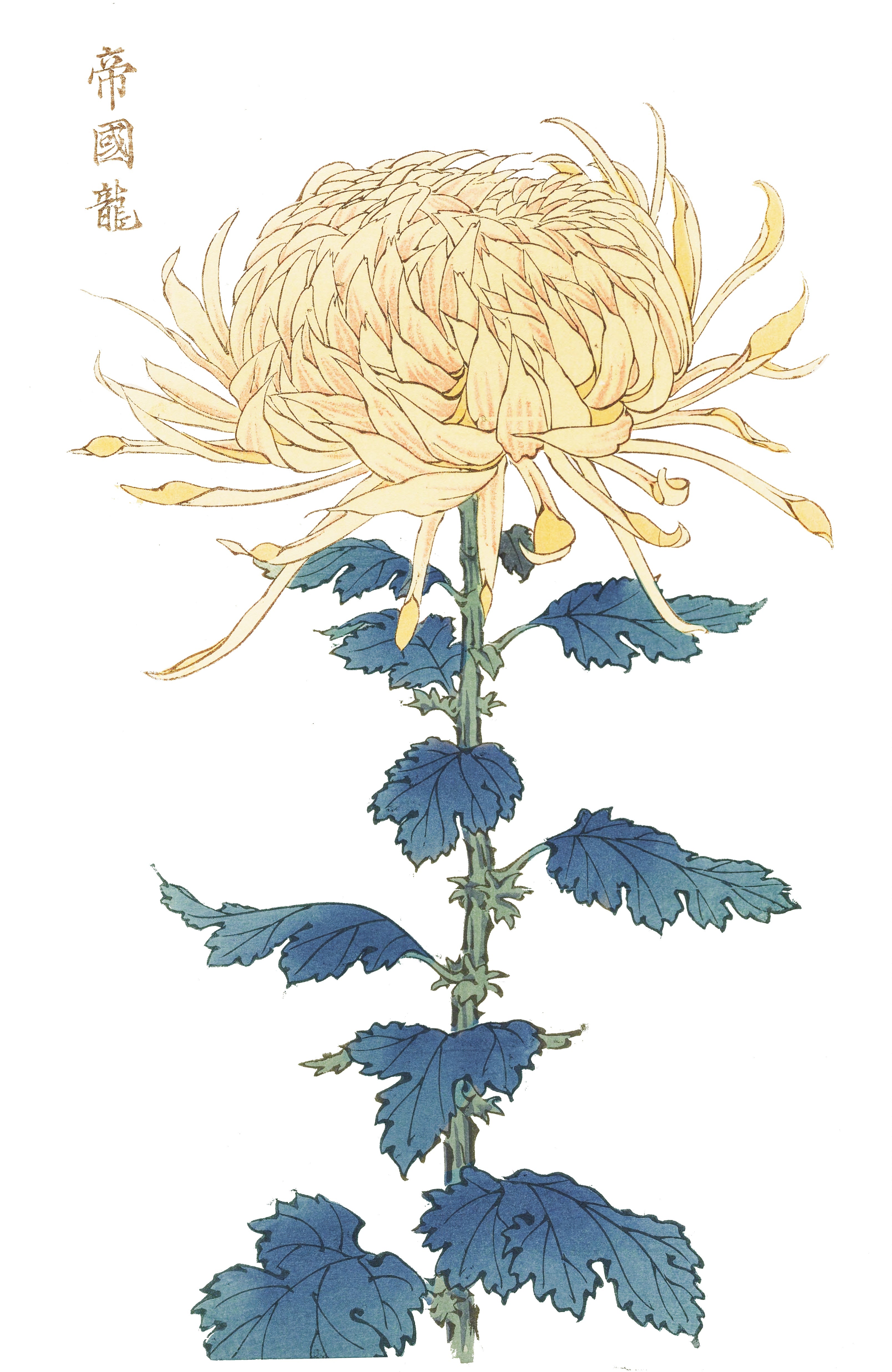 CHRYSANTHEMUMS 21