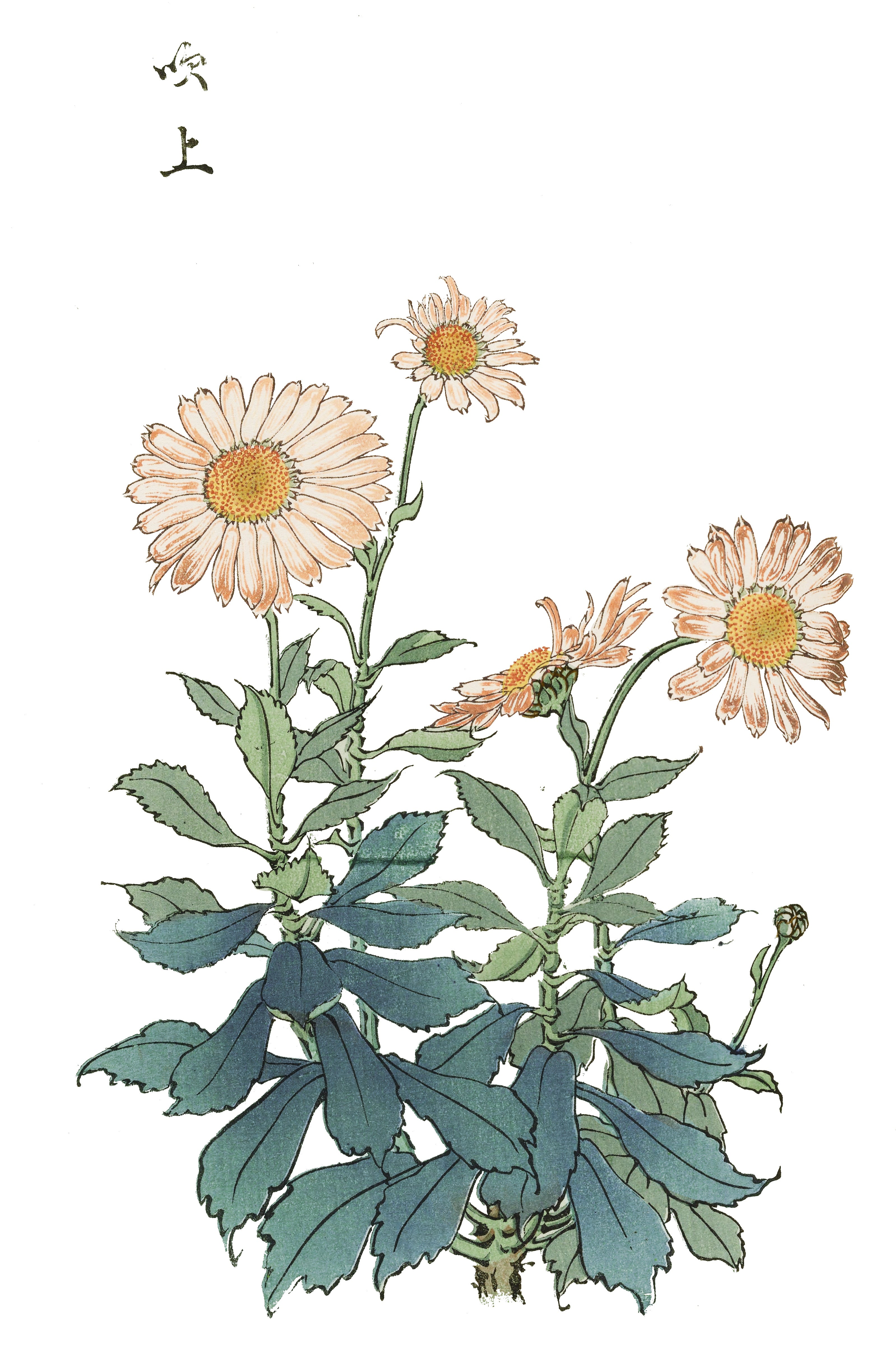 CHRYSANTHEMUMS 25