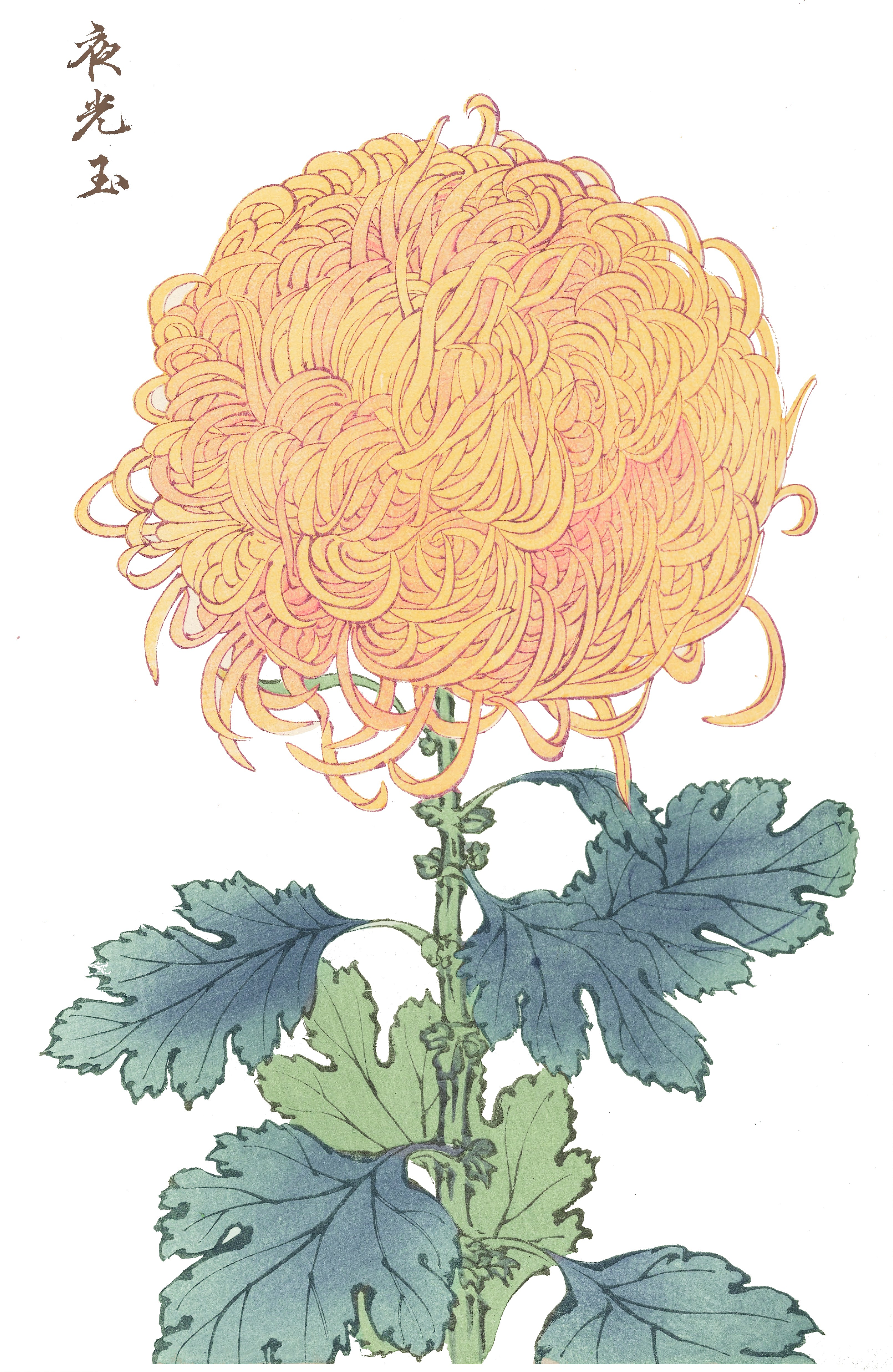 CHRYSANTHEMUMS 26