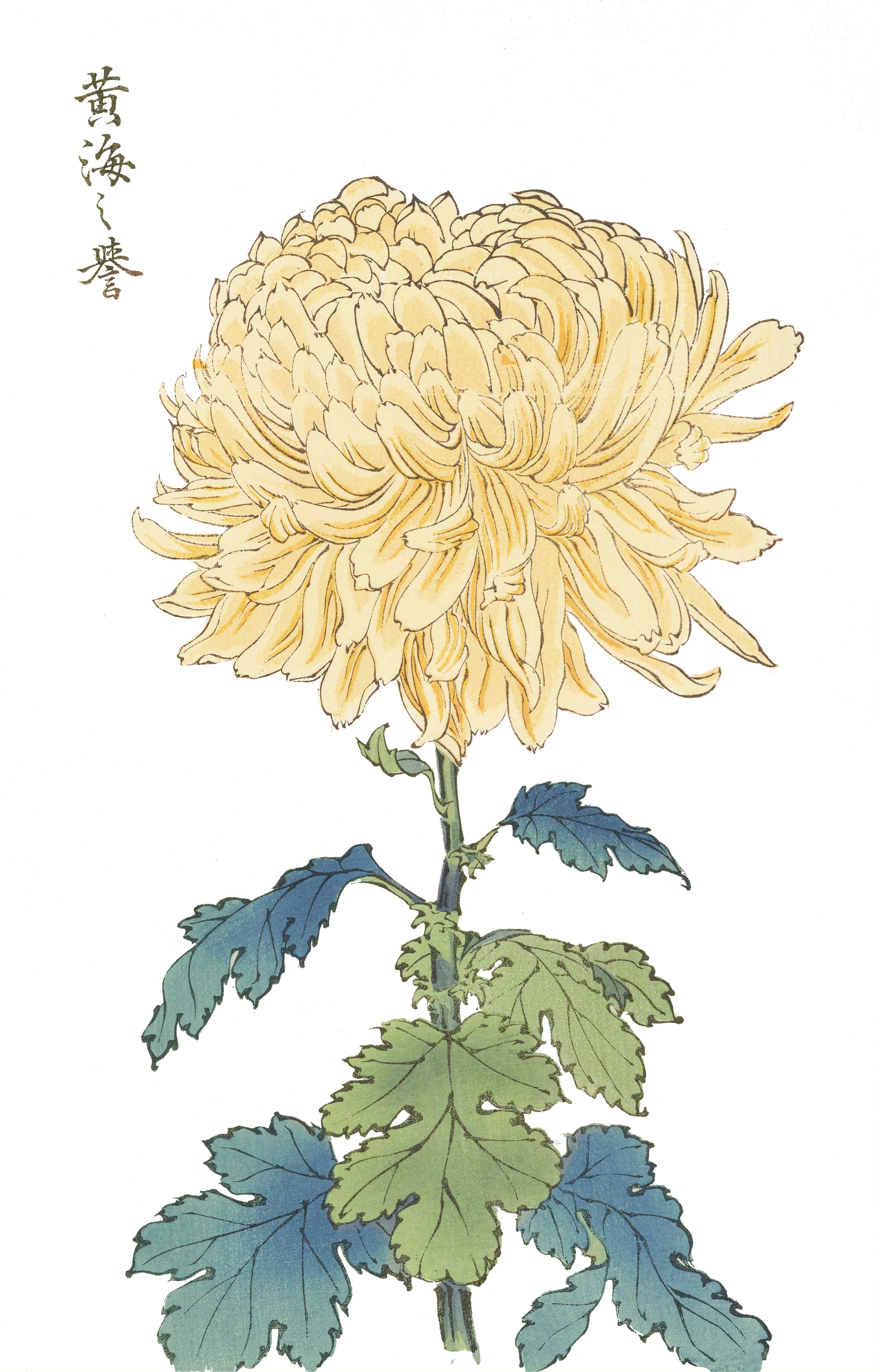 CHRYSANTHEMUMS 28