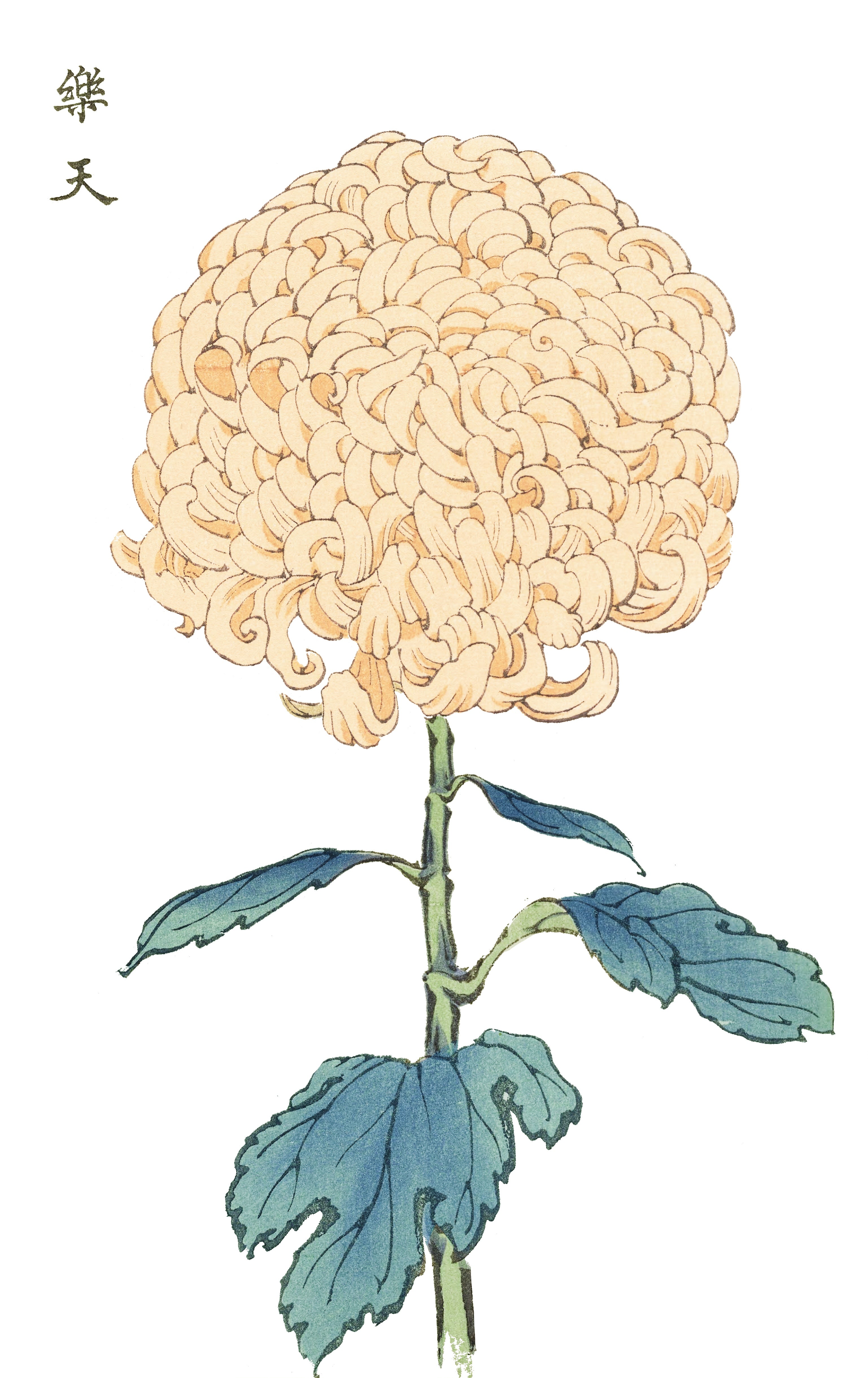 CHRYSANTHEMUMS 29
