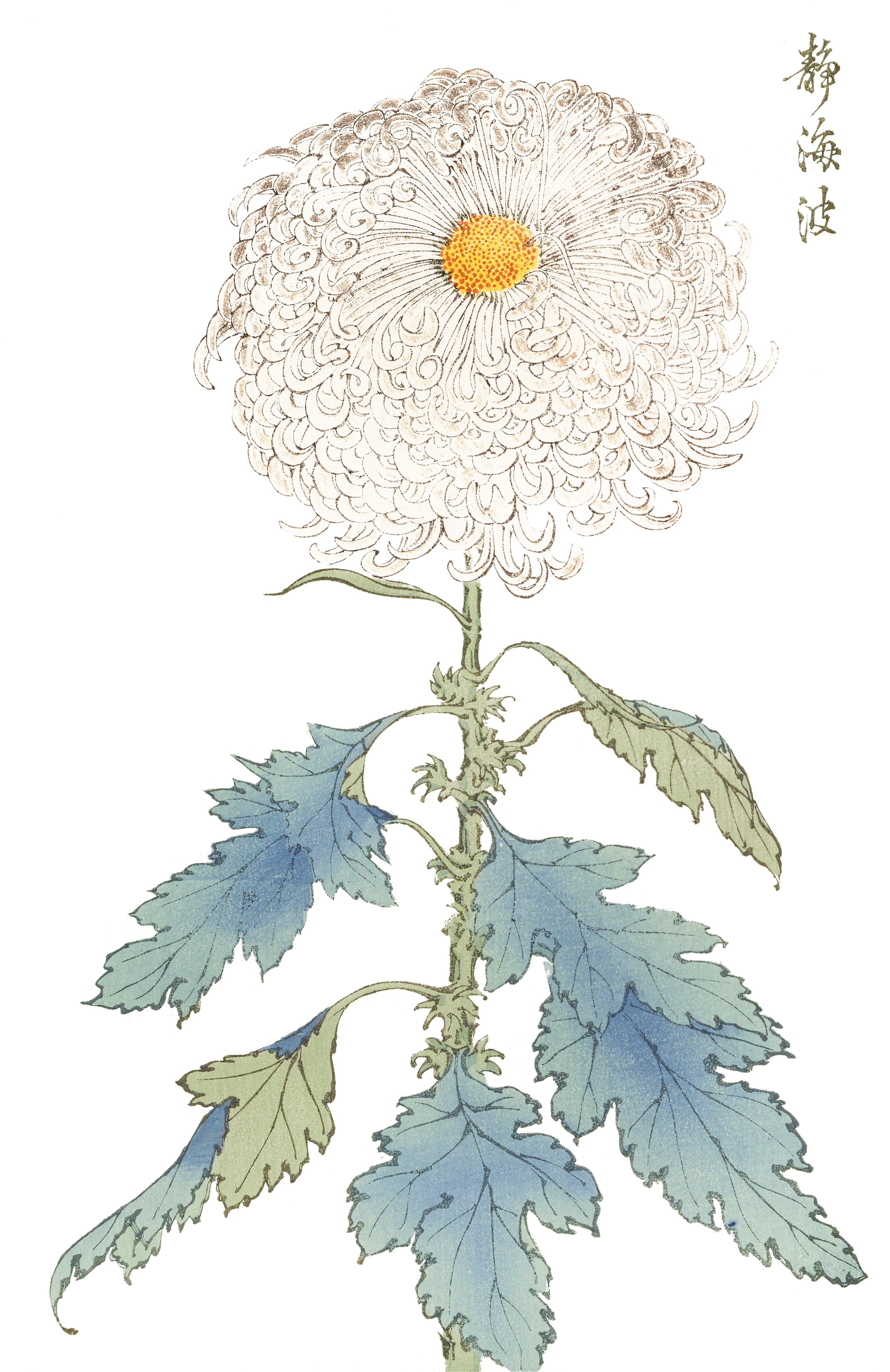 CHRYSANTHEMUMS 31