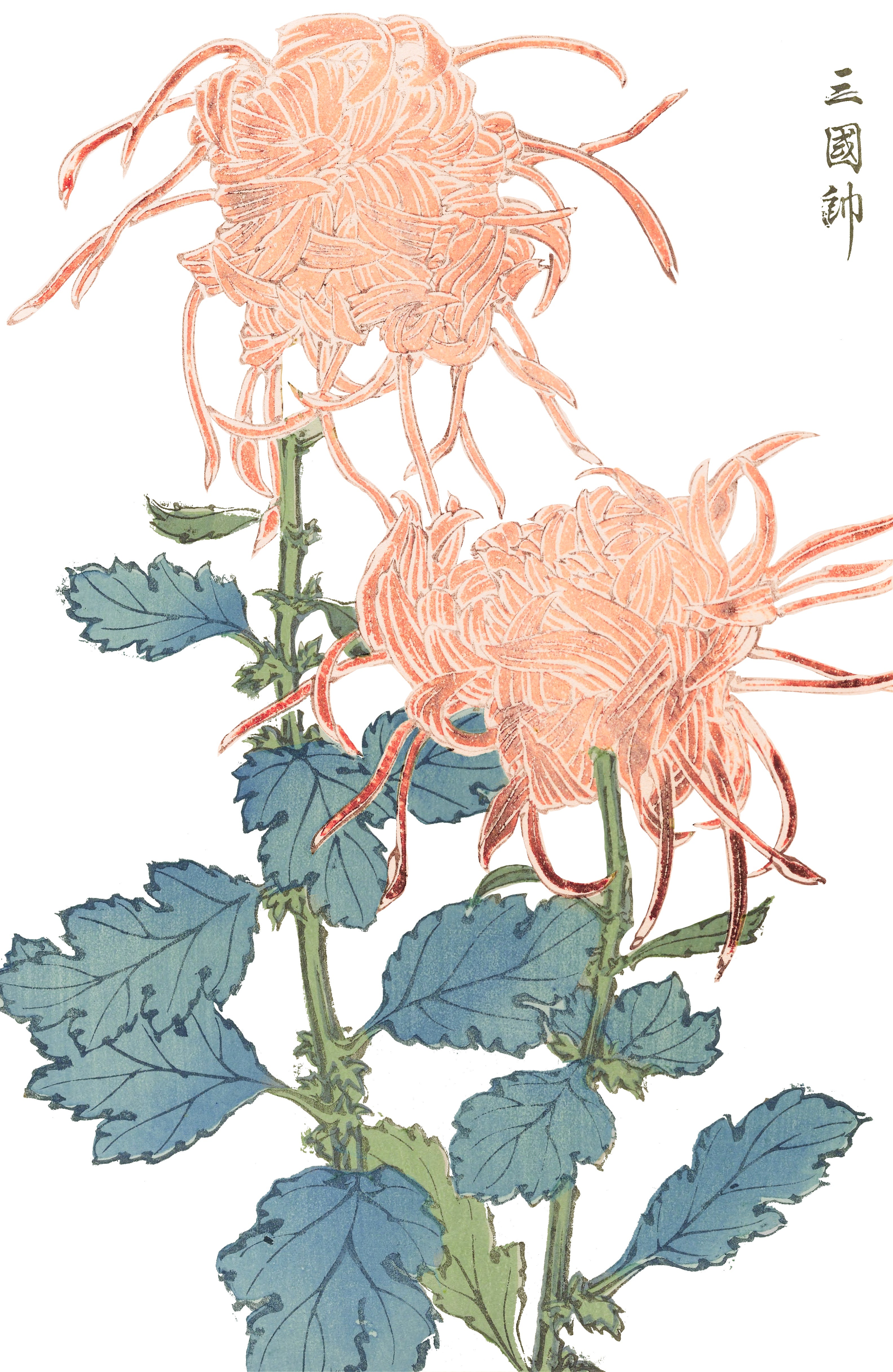 CHRYSANTHEMUMS 32