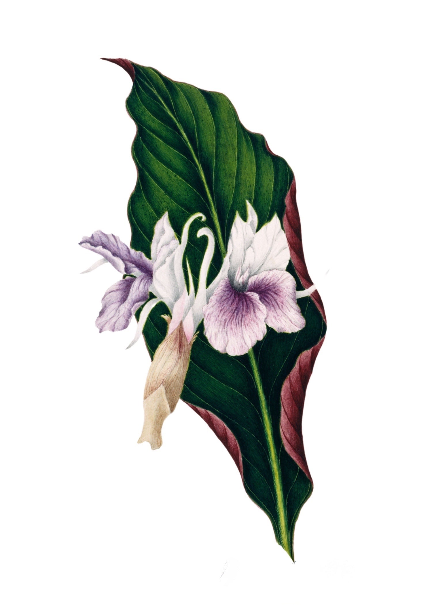 INDIAN BOTANICALS 1