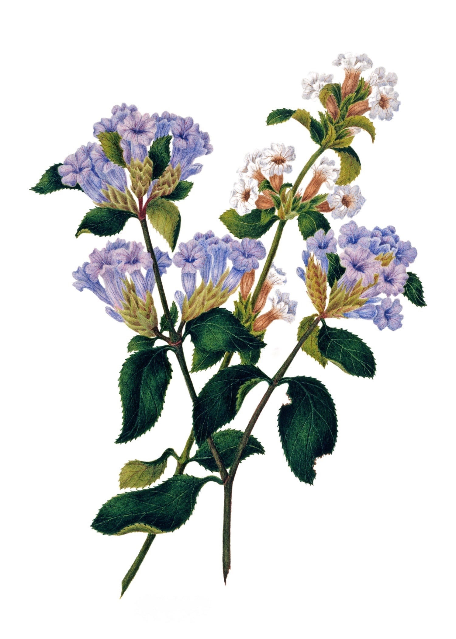 INDIAN BOTANICALS 2